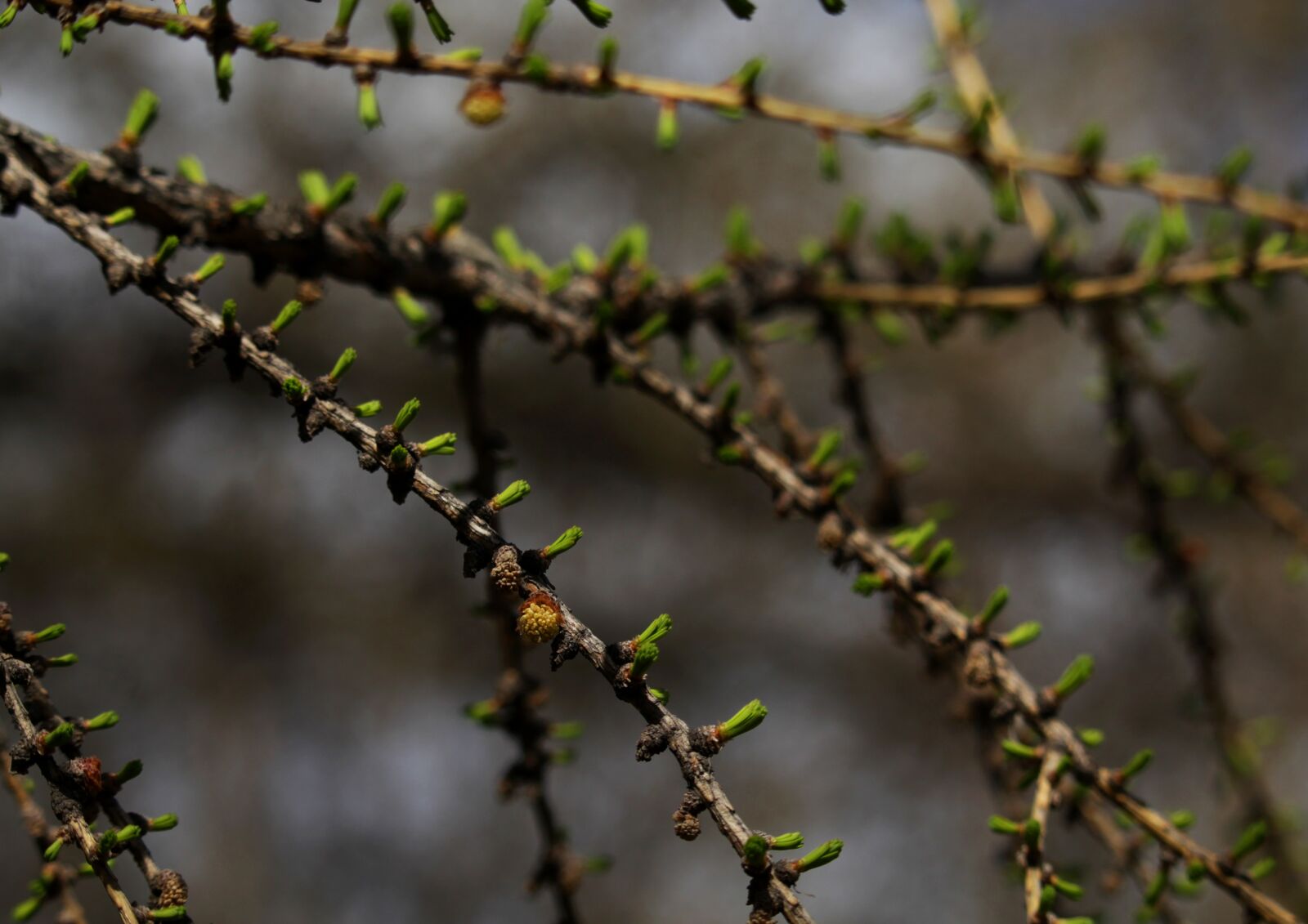 Canon EOS 1200D (EOS Rebel T5 / EOS Kiss X70 / EOS Hi) sample photo. Branch, background, nature photography