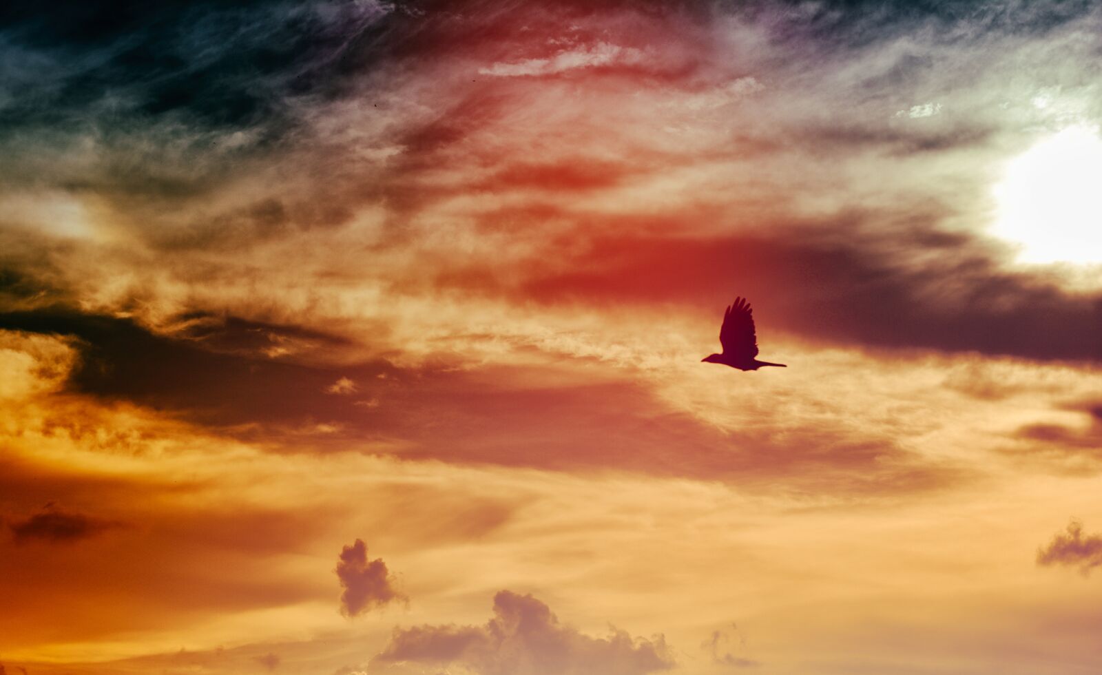 Nikon D5200 sample photo. Bird, flying, wings photography