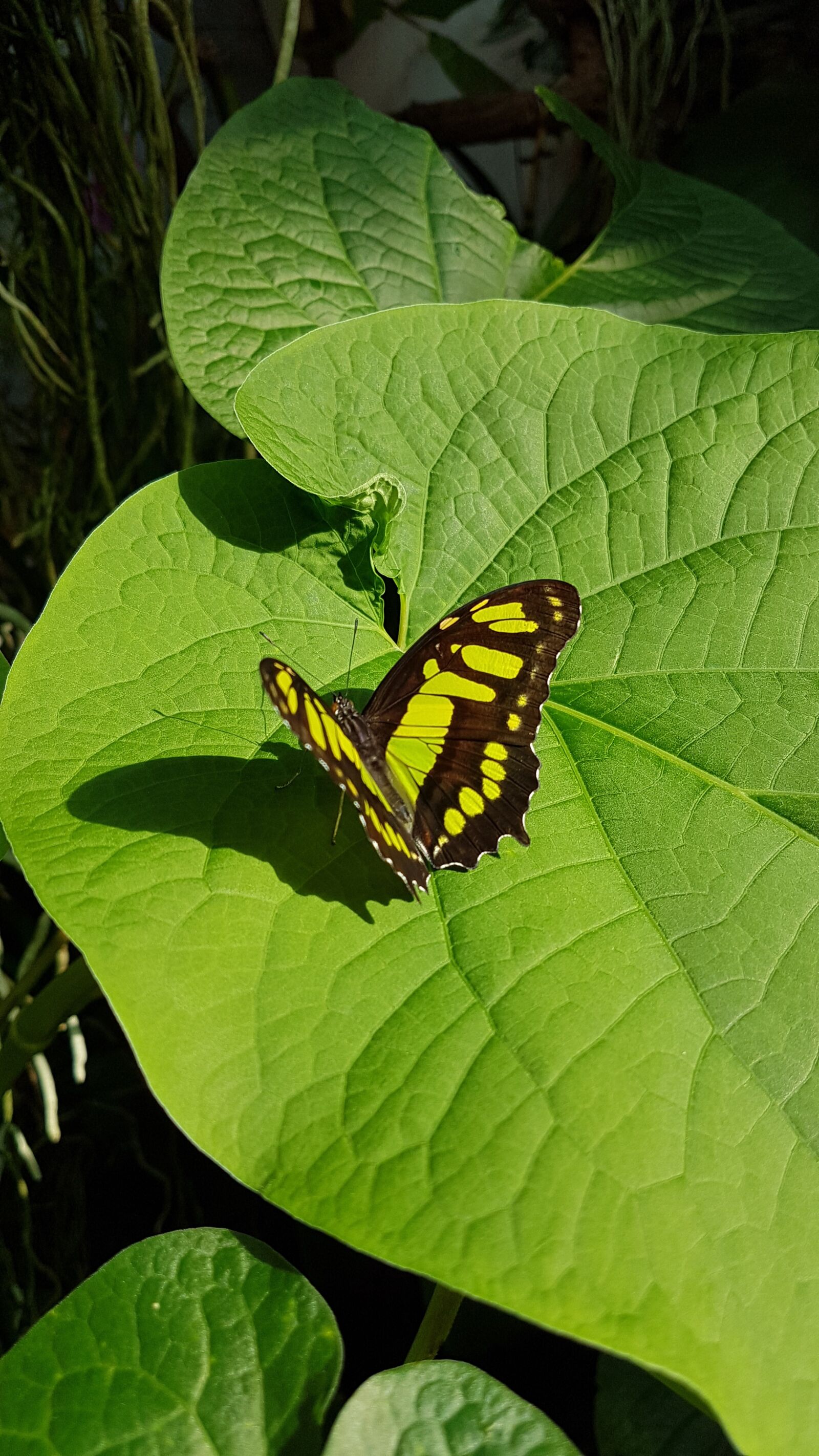 Samsung Galaxy S7 Edge sample photo. Potsdam, biosphere, butterfly photography