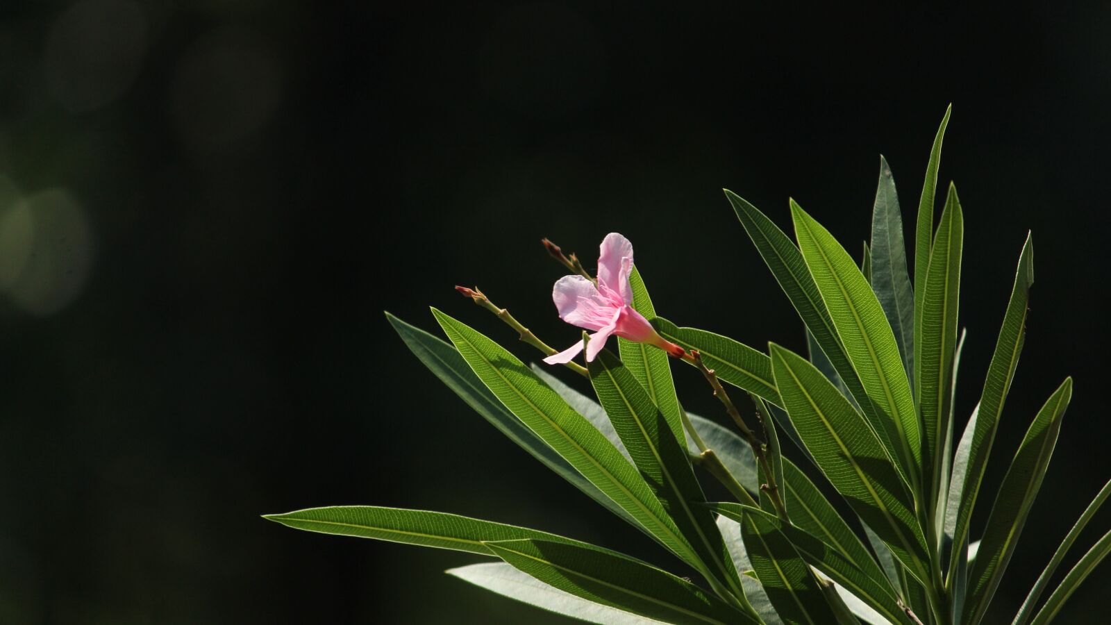 Canon EOS 1300D (EOS Rebel T6 / EOS Kiss X80) sample photo. Kerala, india, flower photography