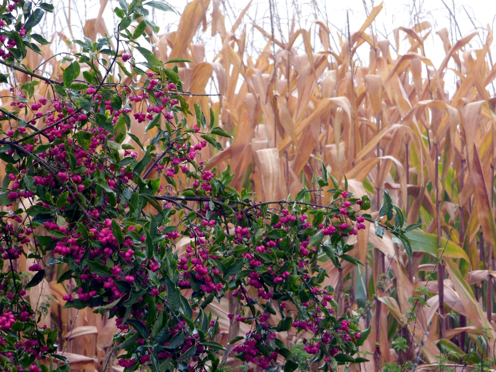 Panasonic DMC-FZ72 sample photo. Field, pink berries, corn photography