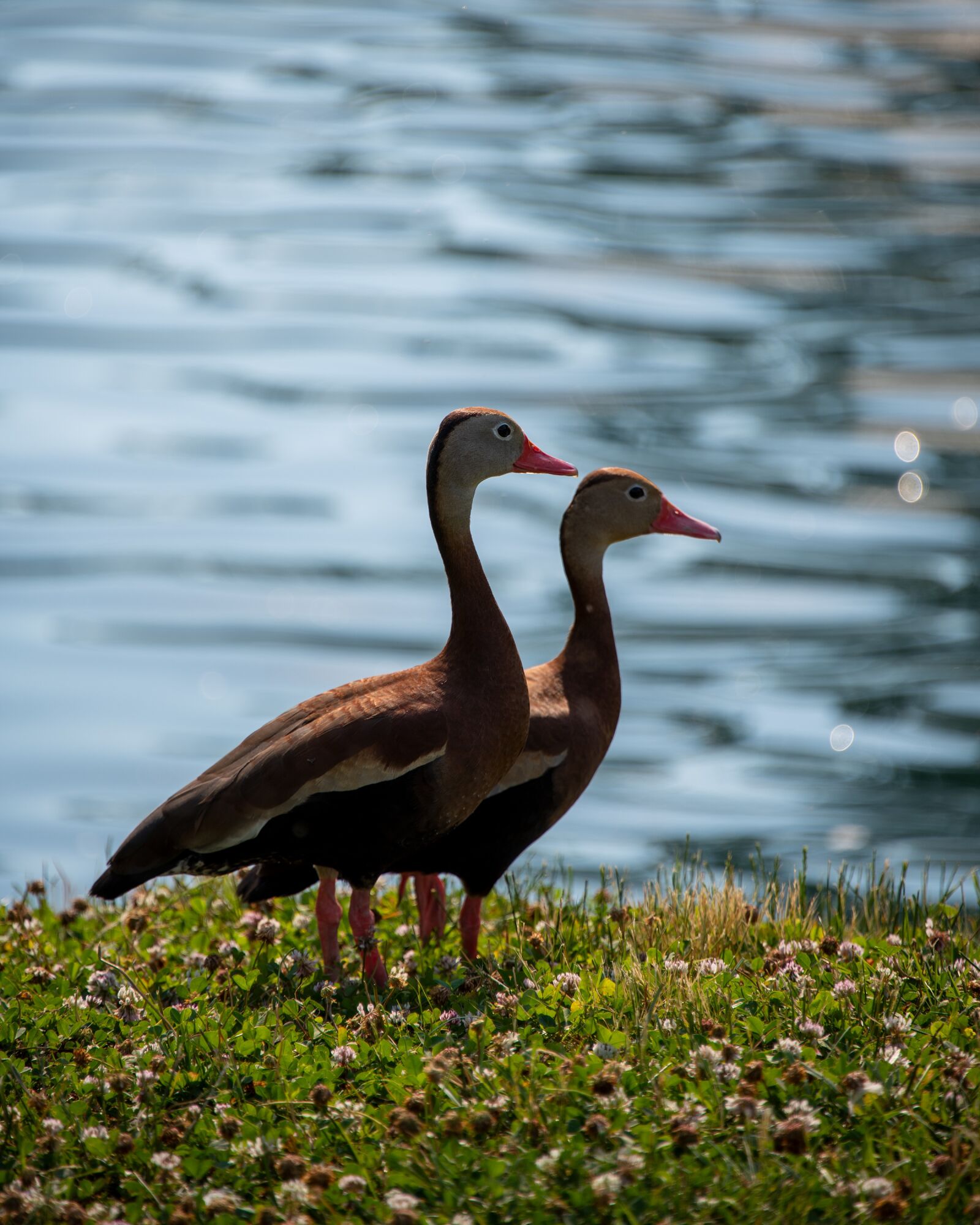 Nikon D850 sample photo. Ducks, black-bellied whistling duck photography
