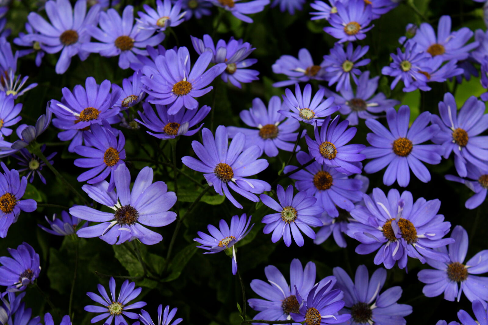 Canon EOS 1200D (EOS Rebel T5 / EOS Kiss X70 / EOS Hi) sample photo. Beautiful, bloom, blooming, blossom photography