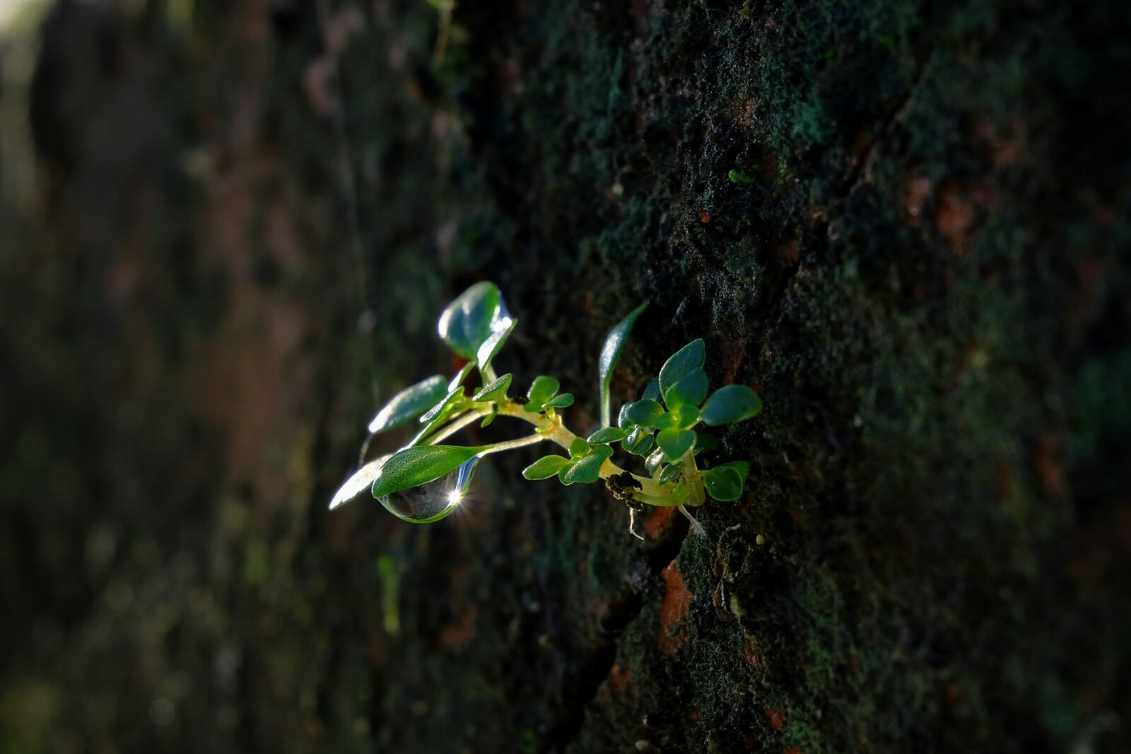 Fujifilm X-A2 + Fujifilm XC 16-50mm F3.5-5.6 OIS II sample photo. Vietnam, macro, fujifilm photography