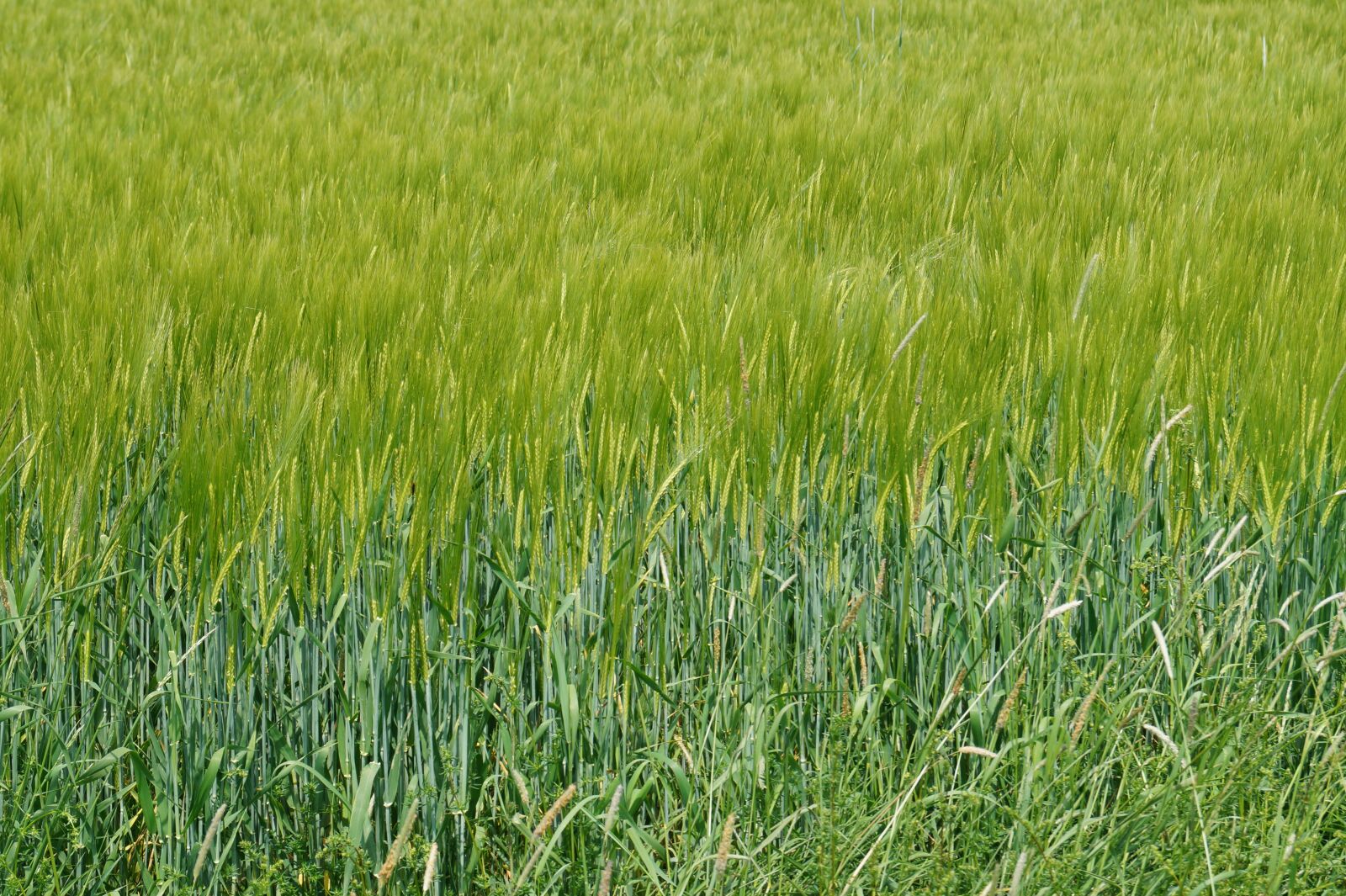 Sony DT 18-55mm F3.5-5.6 SAM II sample photo. Field, green, meadow photography