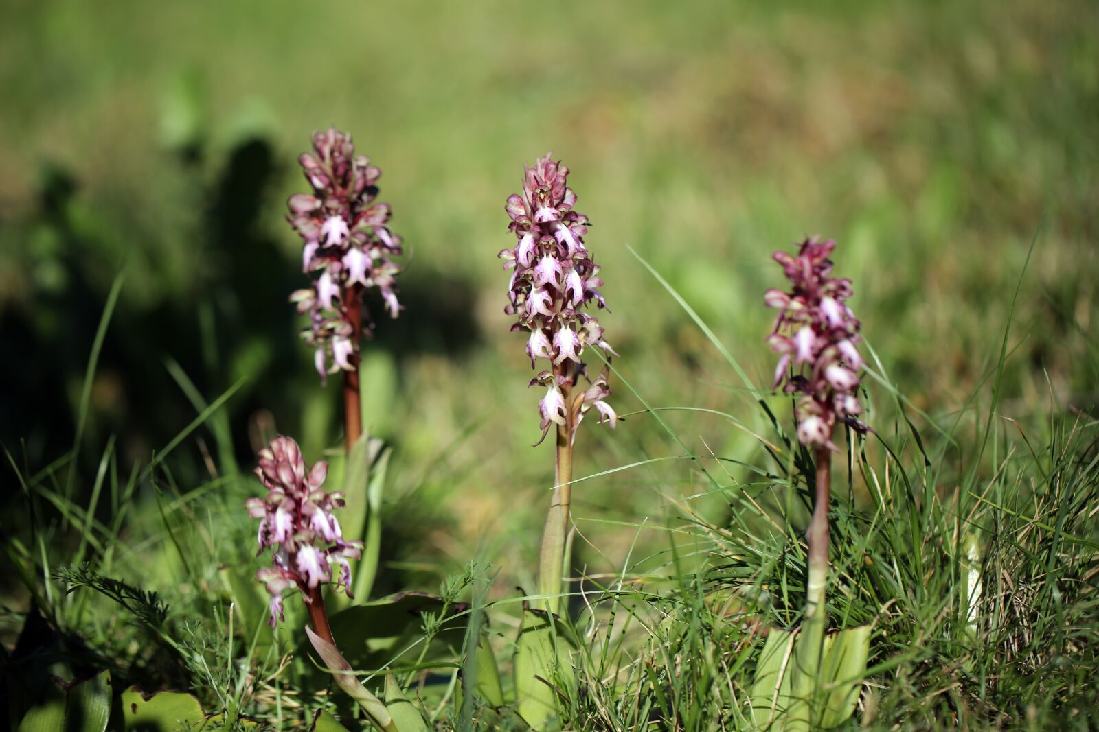 Canon EF 100mm F2.8L Macro IS USM sample photo. Wild orhids, flowers, nature photography