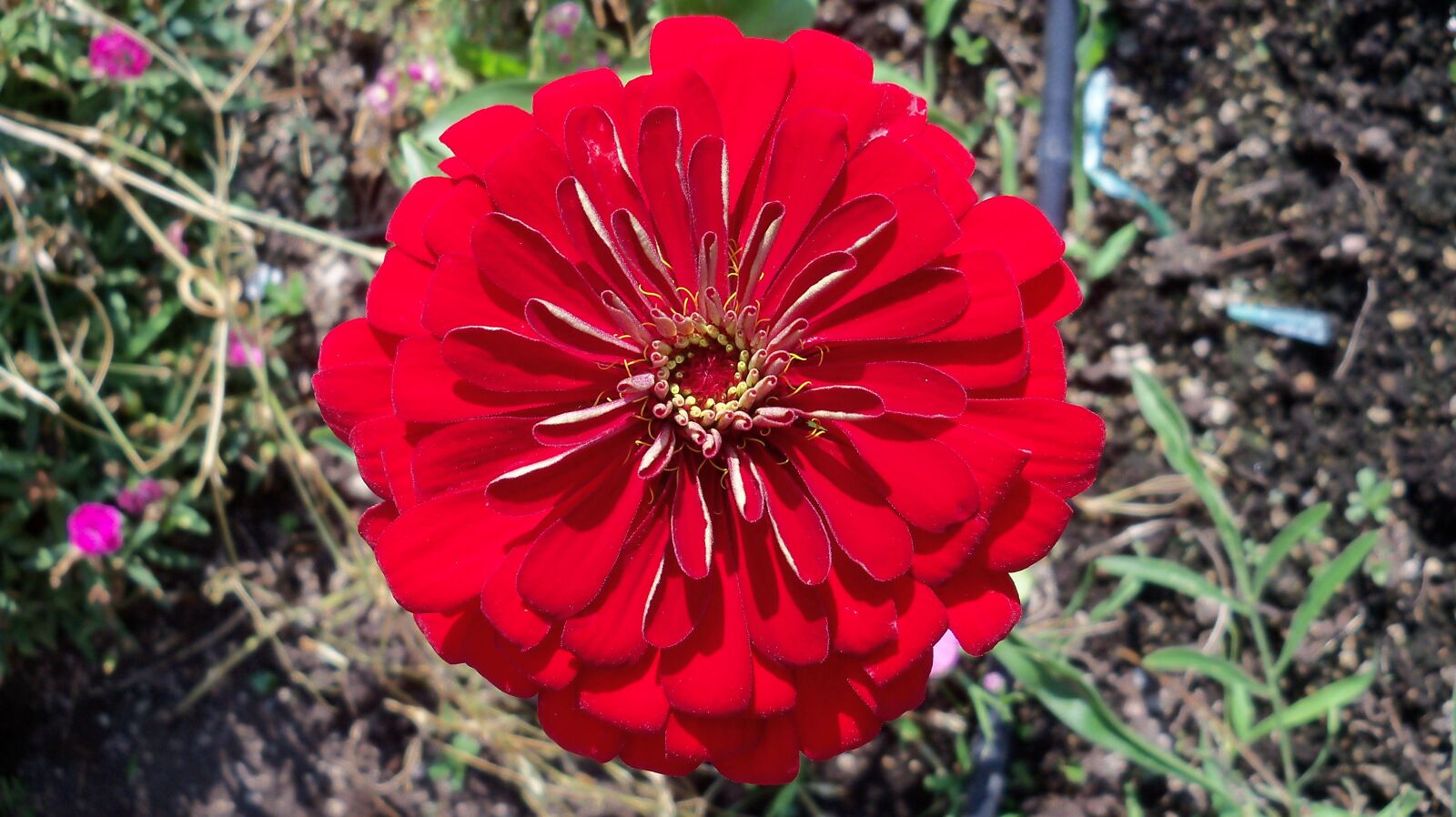 Kodak EasyShare Z915 sample photo. Flower, nature, red photography