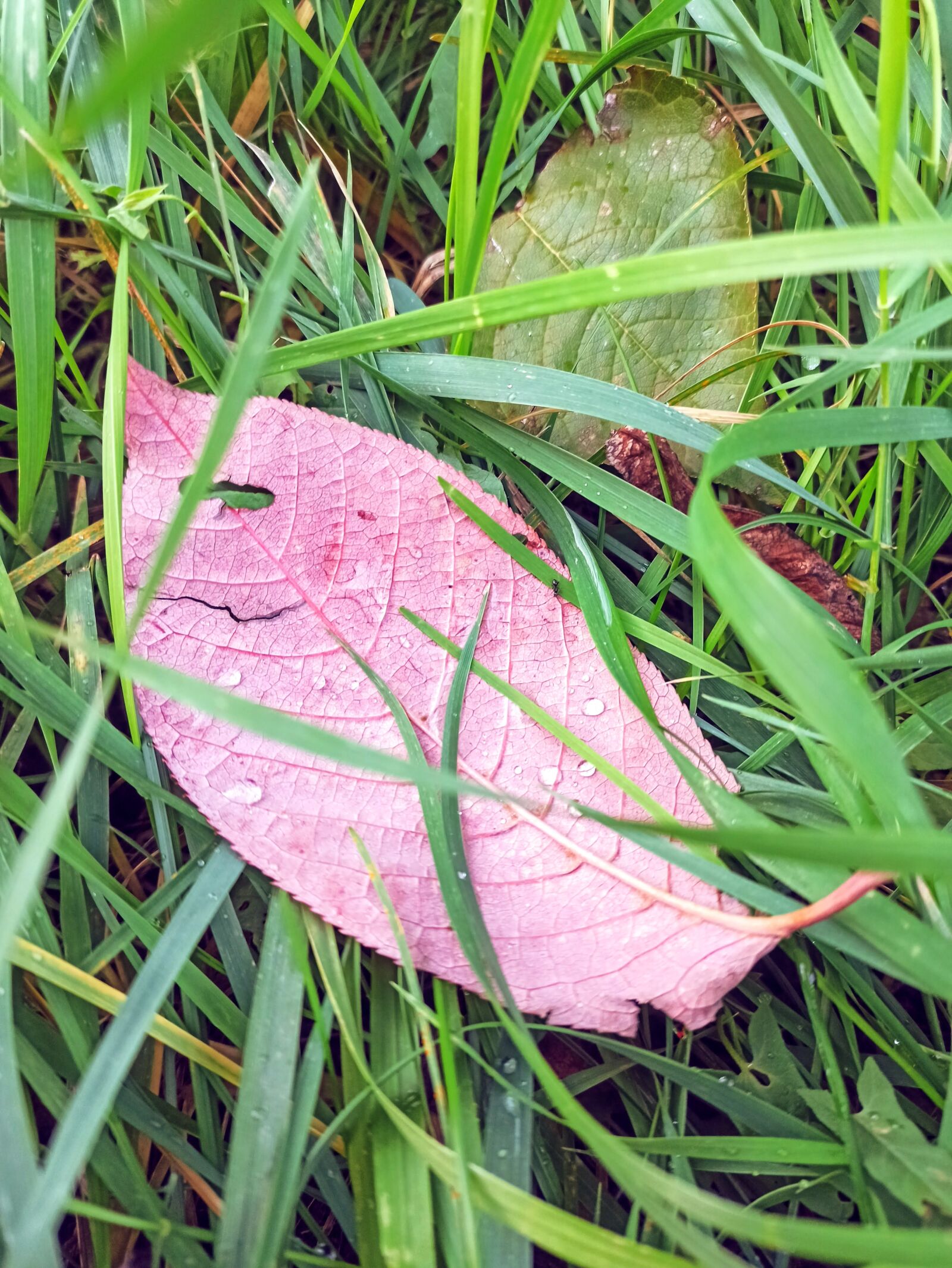 Xiaomi Redmi Note 8 Pro sample photo. Autumn, green, nature photography