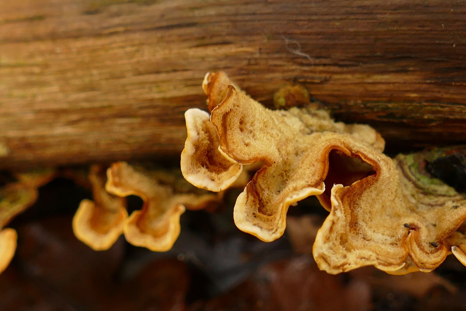 Panasonic Lumix DMC-FZ1000 sample photo. Mushroom, agaric, mold photography