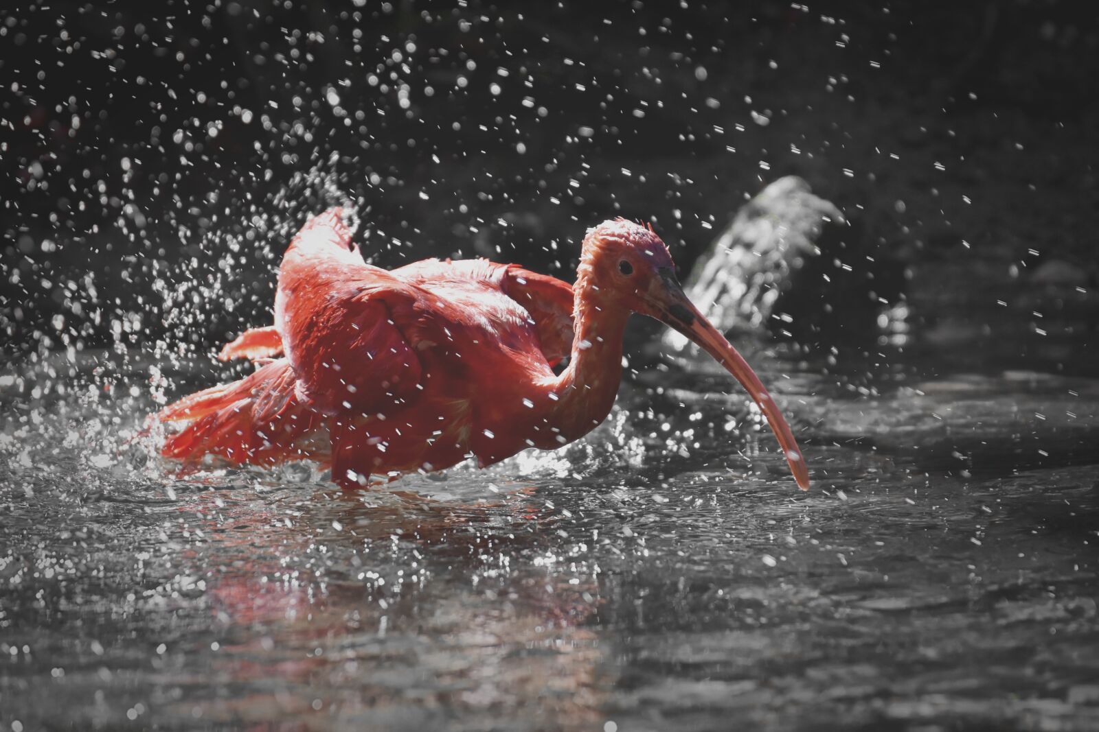 Nikon D7200 sample photo. Ibis, eudocimus ruber, scarlet photography