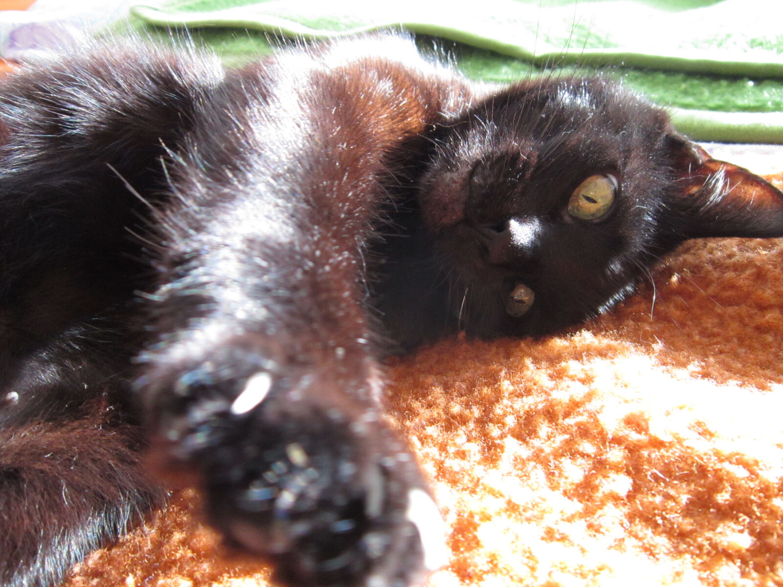Canon PowerShot A3300 IS sample photo. Black, cat, cat, kitty photography