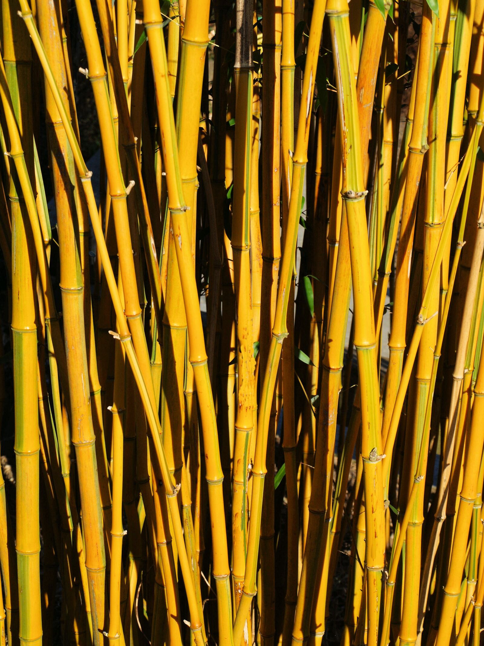 Olympus E-400 (EVOLT E-400) sample photo. Bamboo, thicket, yellow photography