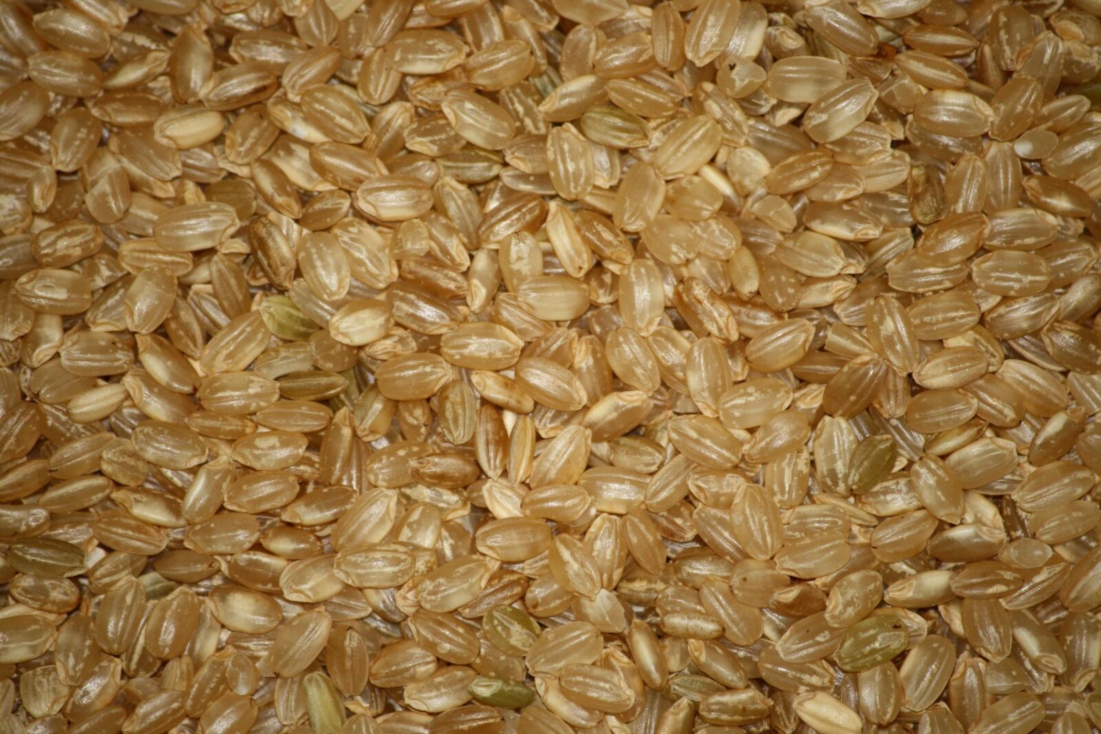 f/4-5.6 IS II sample photo. Short grain, brown rice photography