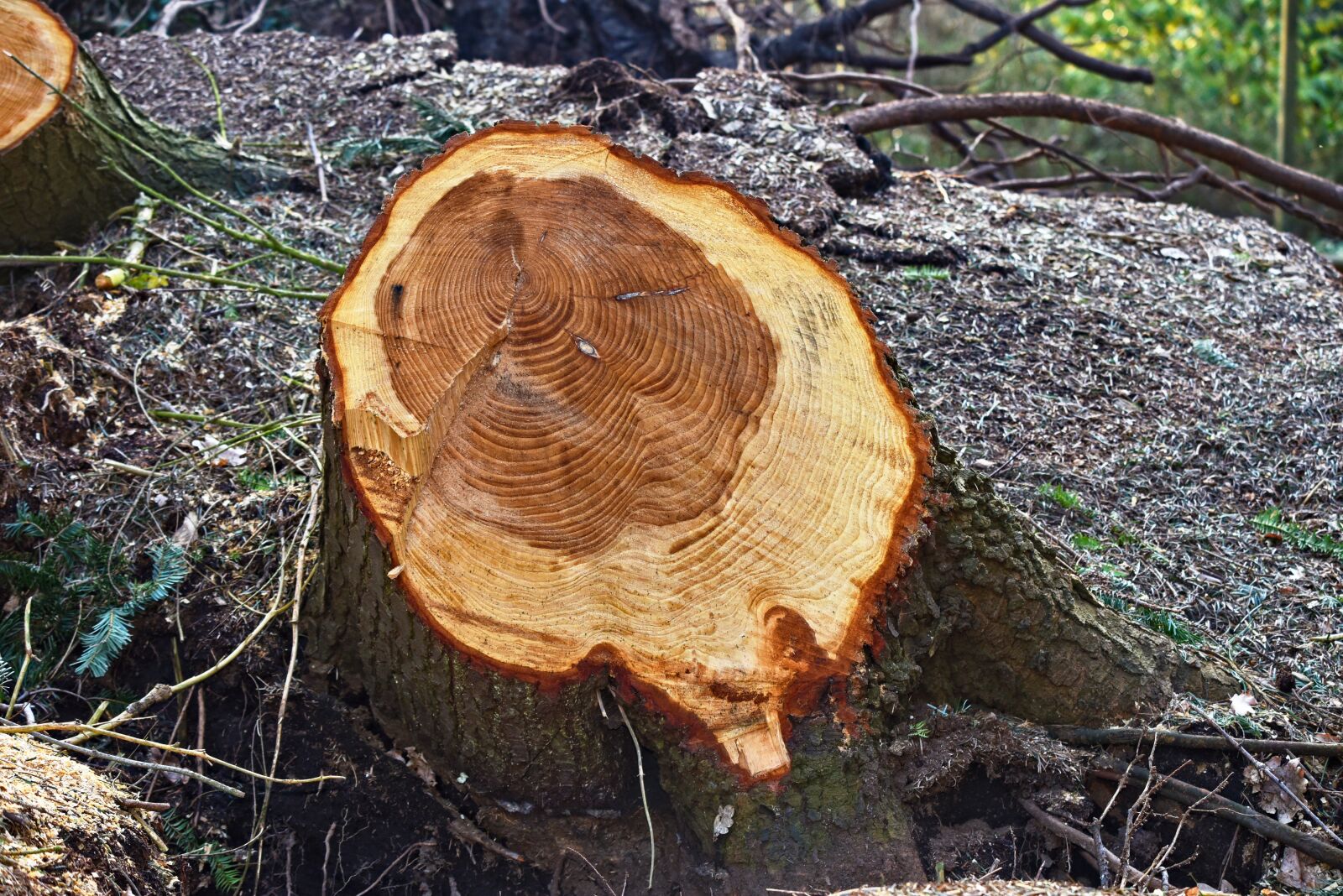 Nikon D750 sample photo. Tree, chopped, cut photography