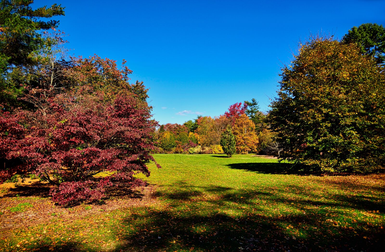 Nikon D750 sample photo. Tree, nature, fall photography