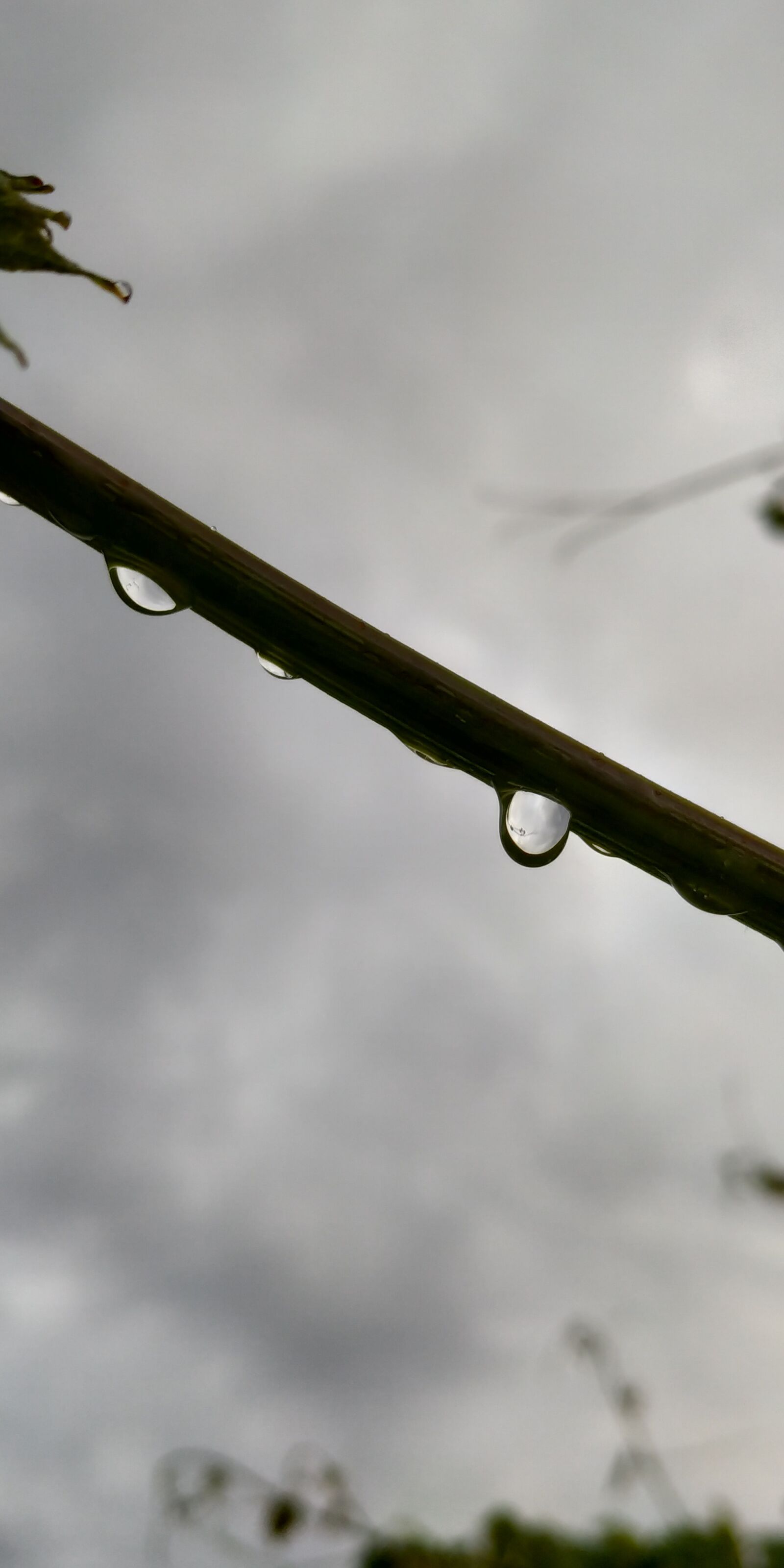 Xiaomi Mi A2 sample photo. Rain, drop, montenegro photography