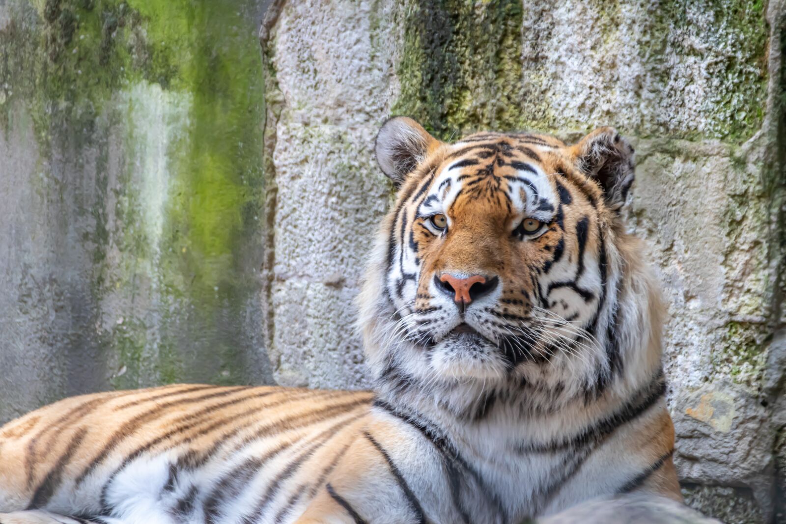 Canon EOS 80D sample photo. Tiger, siberian, animal photography