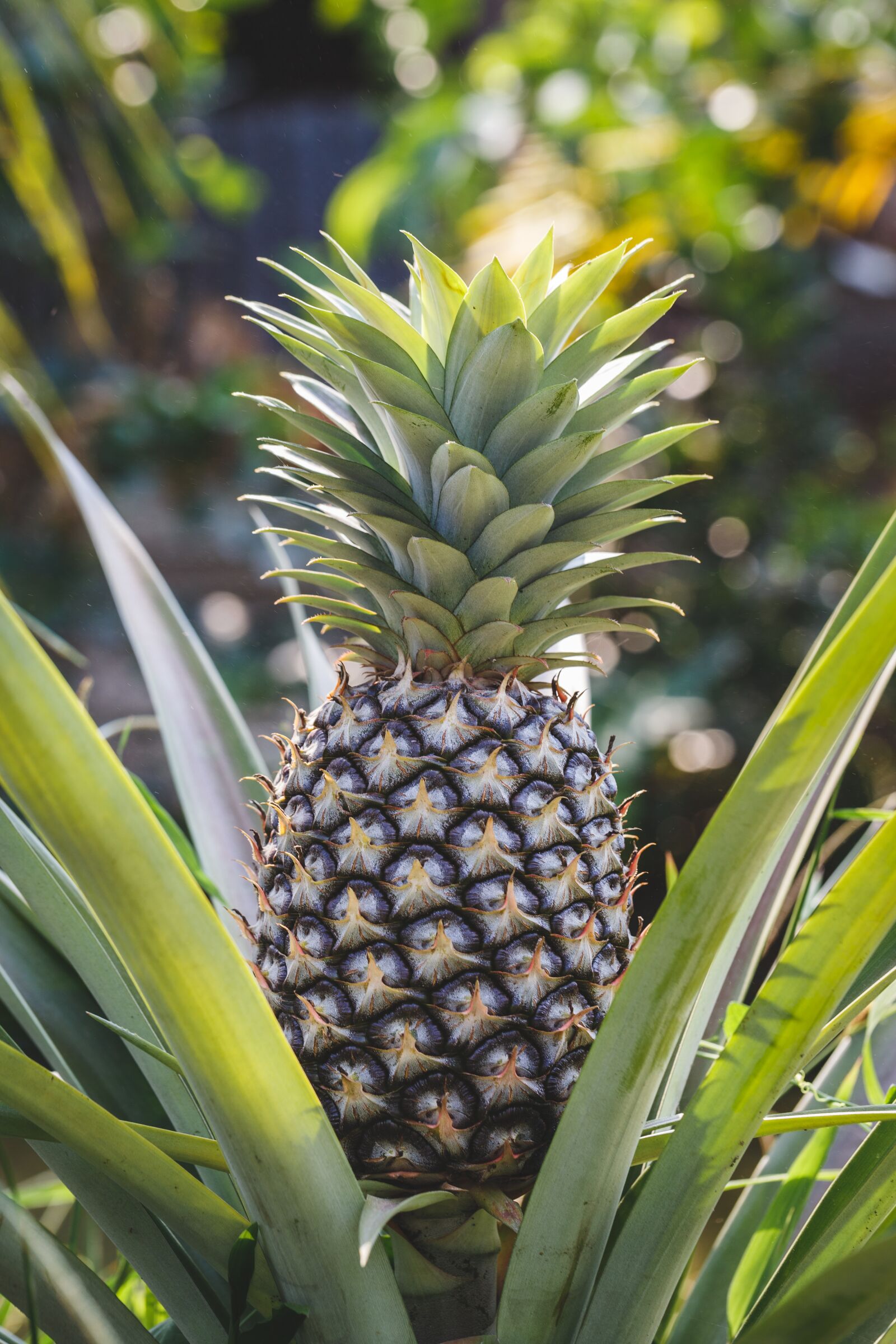 Canon EF 100mm F2.8L Macro IS USM sample photo. Pineapple, plant, vegetable photography