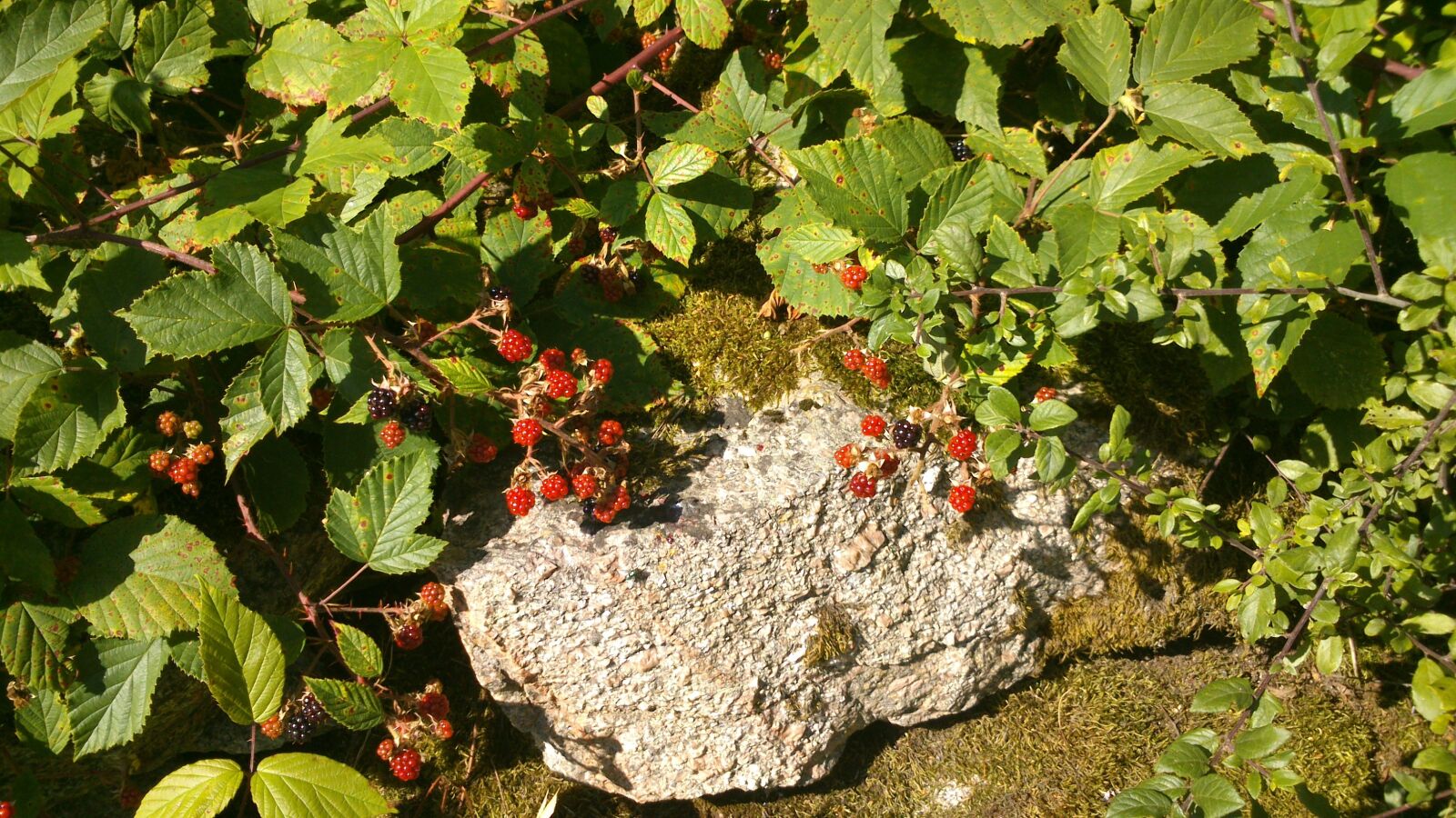 Sony Xperia P sample photo. Blackberry, berry, shrubs photography