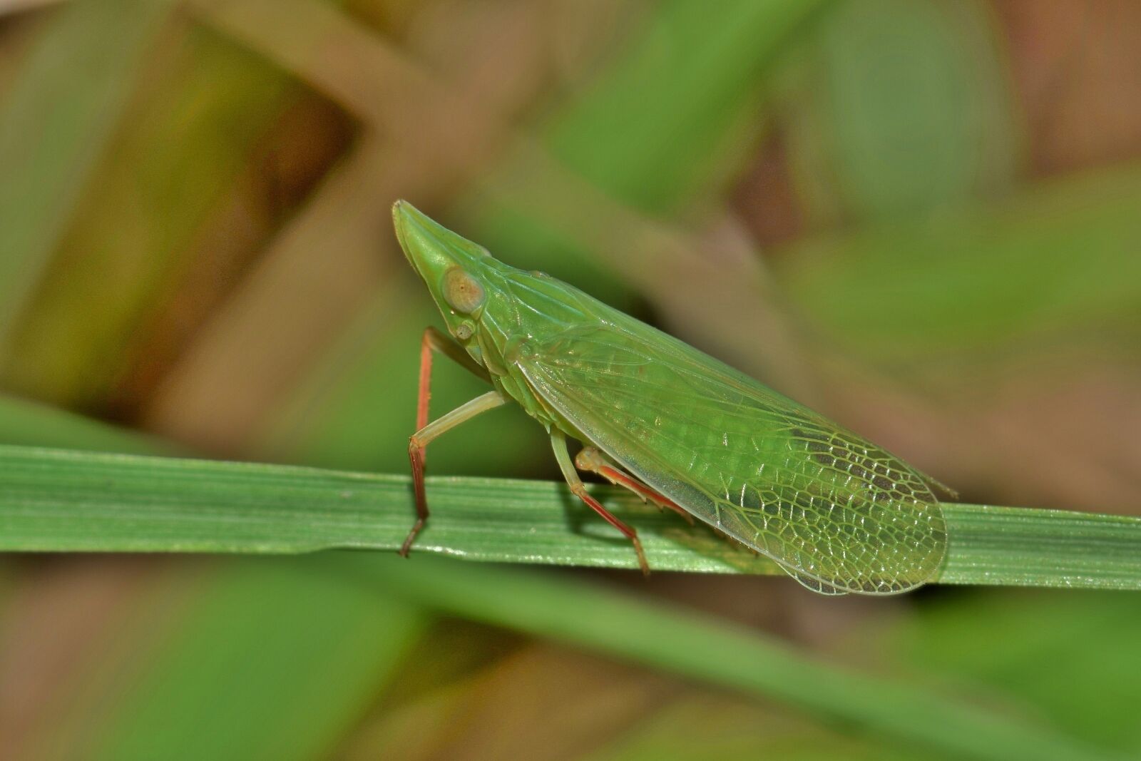 Nikon D5300 sample photo. Leafhopper, planthopper, insect photography