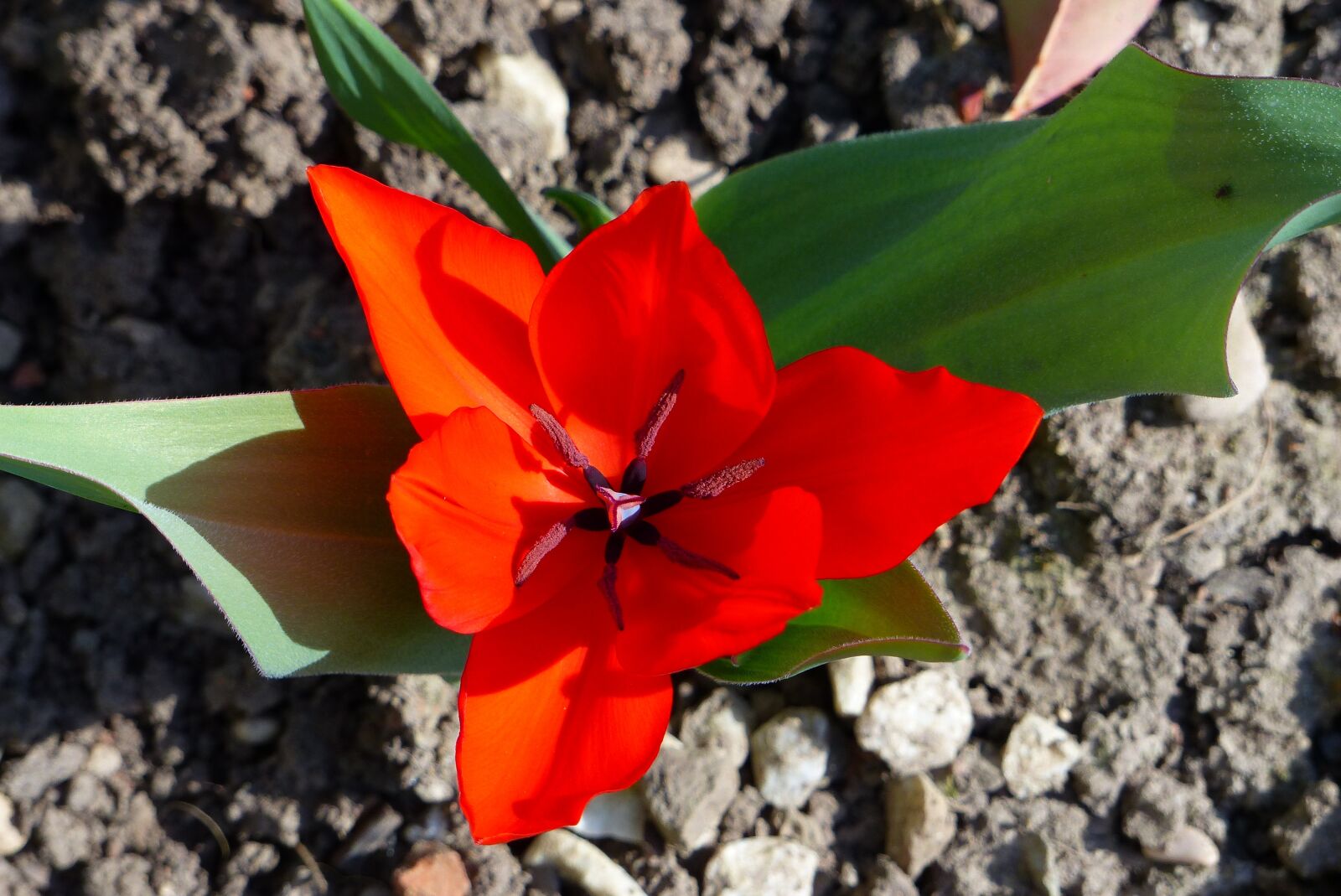 Panasonic Lumix DMC-FZ200 sample photo. Red, triangle, gray base photography