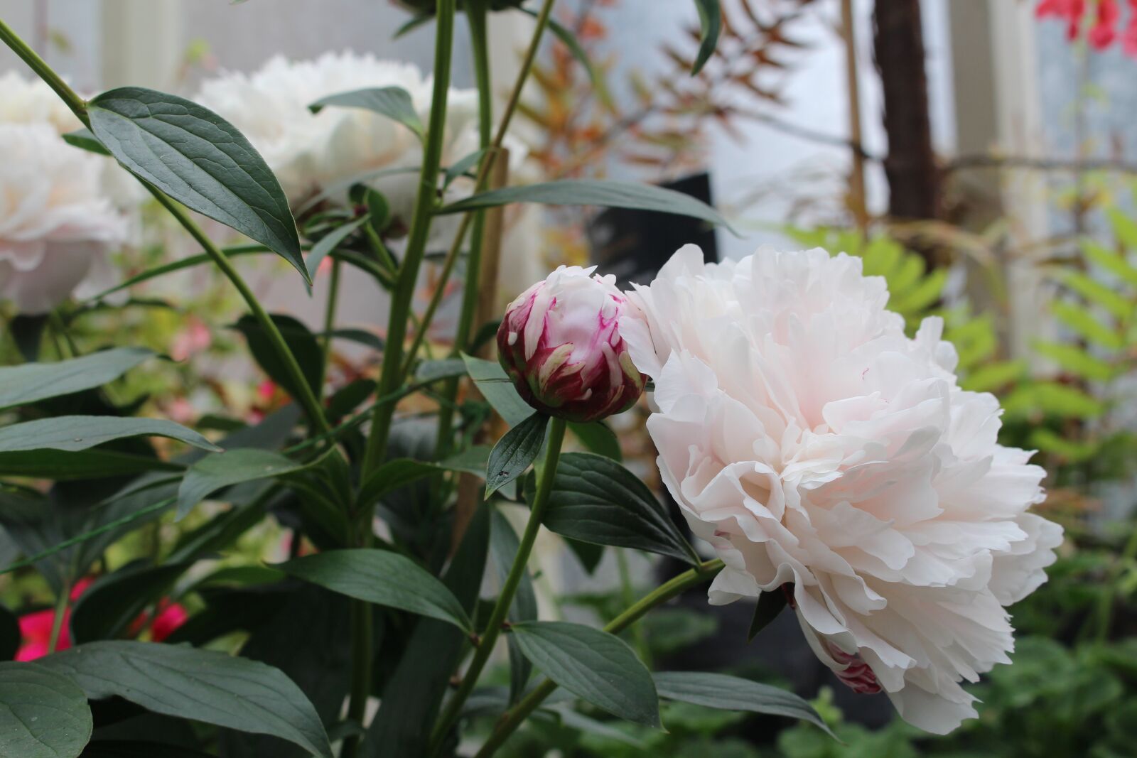 Canon EOS 700D (EOS Rebel T5i / EOS Kiss X7i) sample photo. Peony, blossom, bloom photography