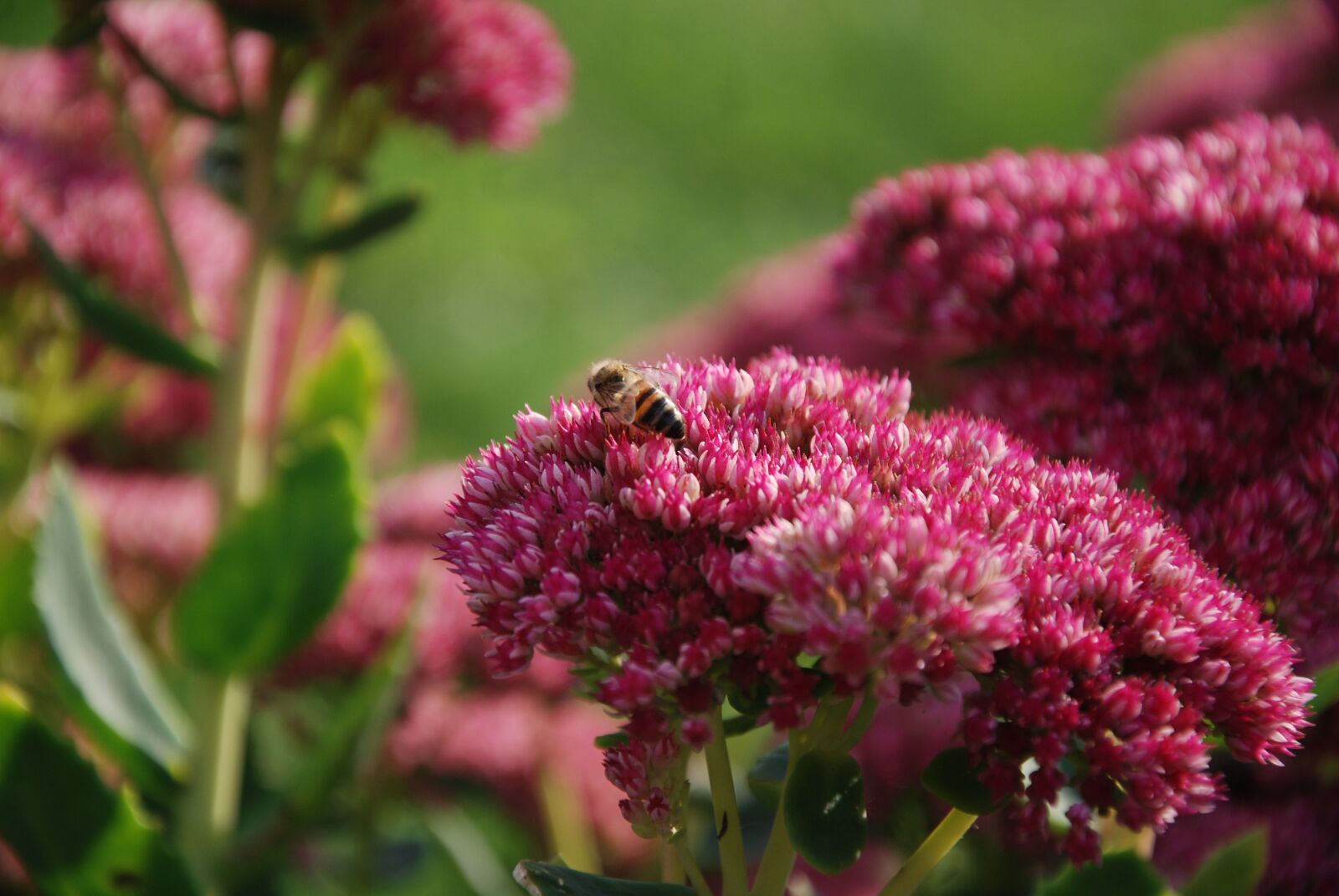 Nikon D80 sample photo. Insect, bee, flowers photography