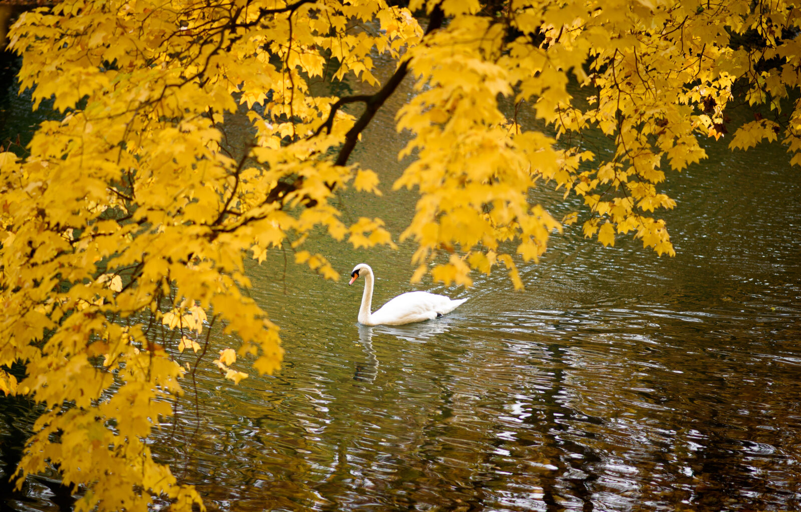 Nikon AF-S Nikkor 85mm F1.8G sample photo. Autumn, colors, of, autumn photography