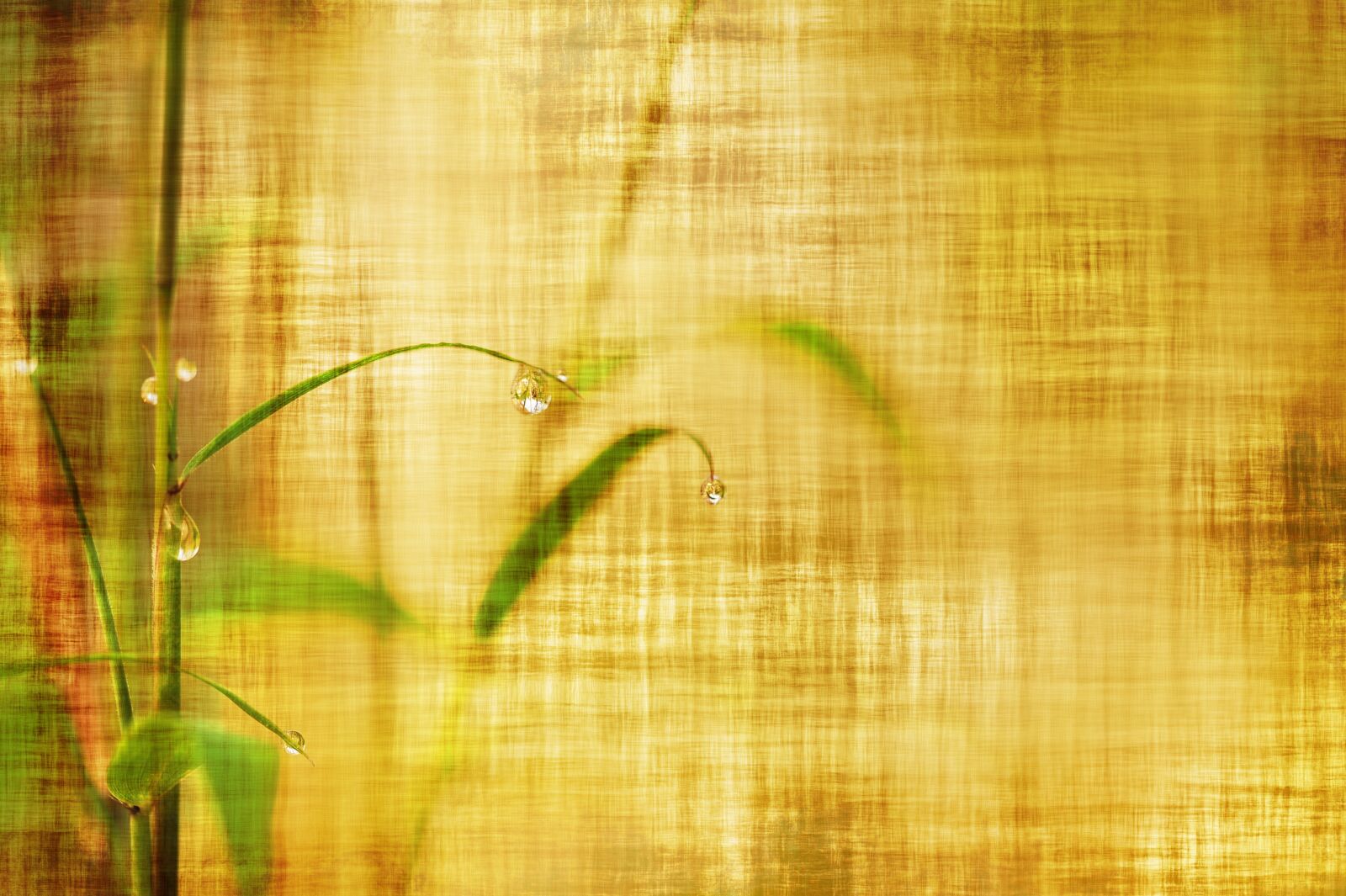 Nikon D3S sample photo. Bamboo, stationery, wallpaper photography