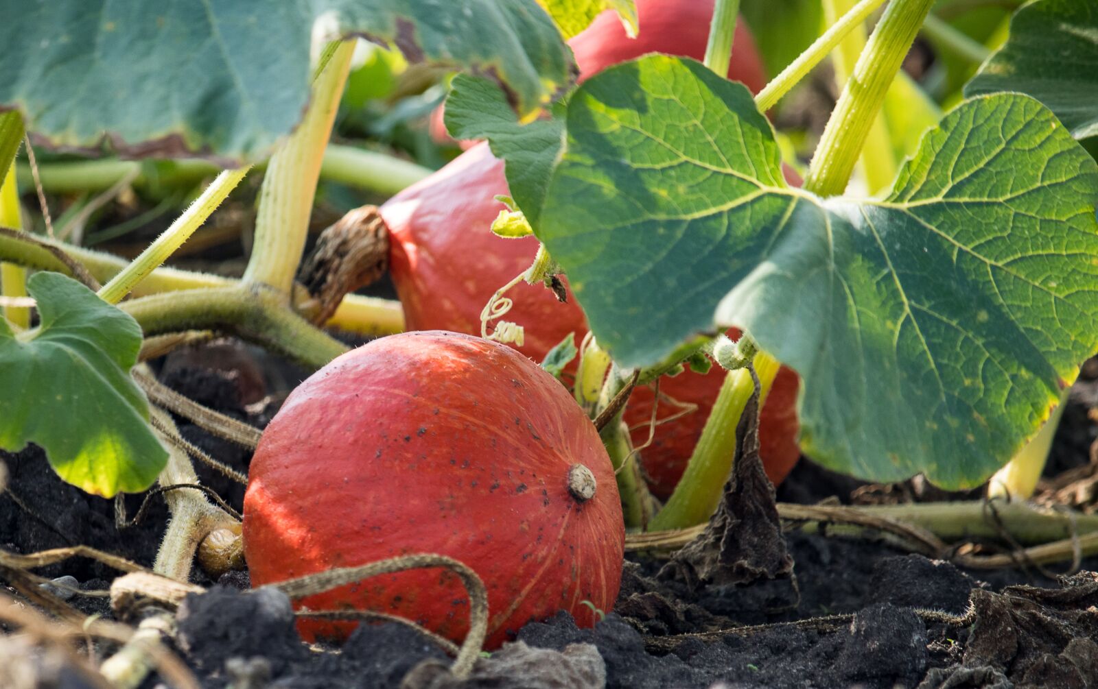 Canon EF-S 55-250mm F4-5.6 IS STM sample photo. Pumpkin, horticulture, agriculture photography
