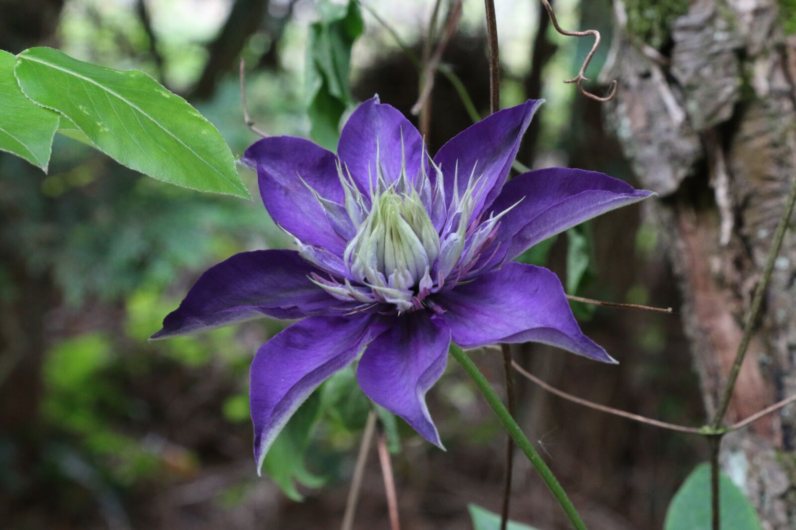 Canon EOS 70D + Canon EF 24-105mm F4L IS USM sample photo. Clematis, climbing, flower photography