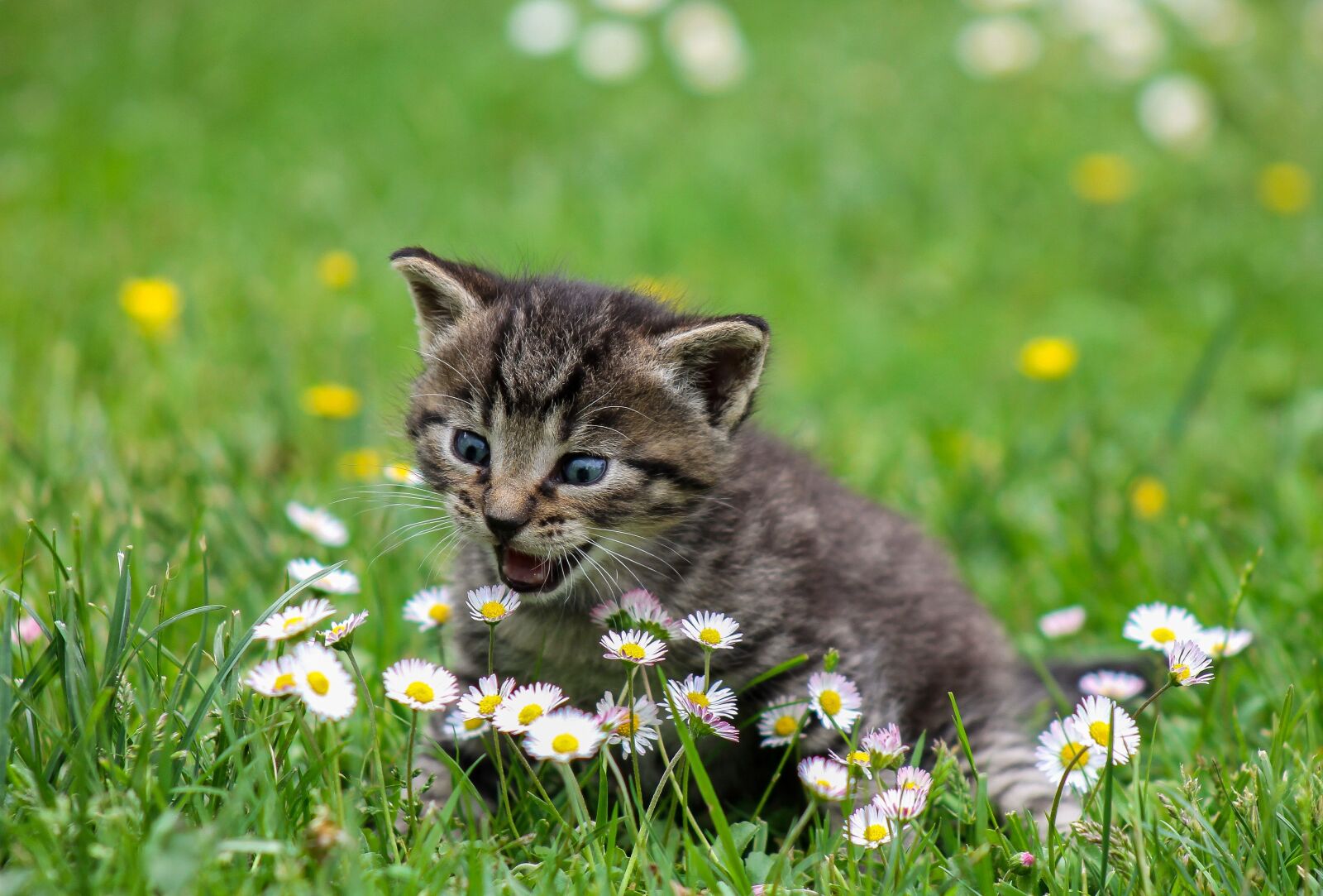 Canon EF75-300mm f/4-5.6 sample photo. Kitty, cat, kitten photography