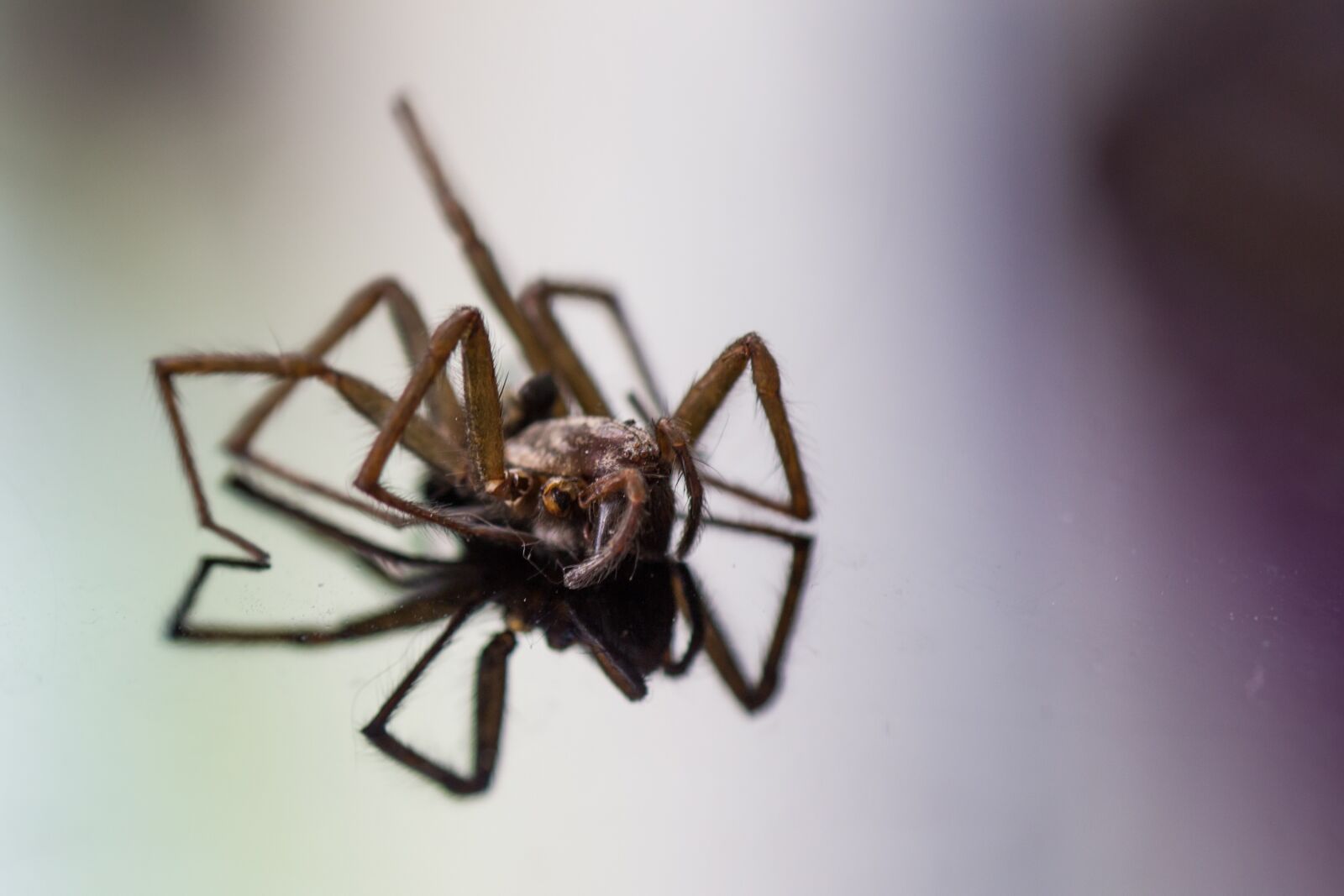 Canon EOS 600D (Rebel EOS T3i / EOS Kiss X5) sample photo. Spider, insect, nature photography