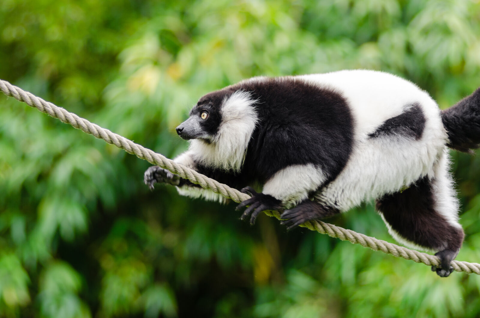 AF Zoom-Nikkor 80-200mm f/2.8 ED sample photo. White, and, black, lemur photography