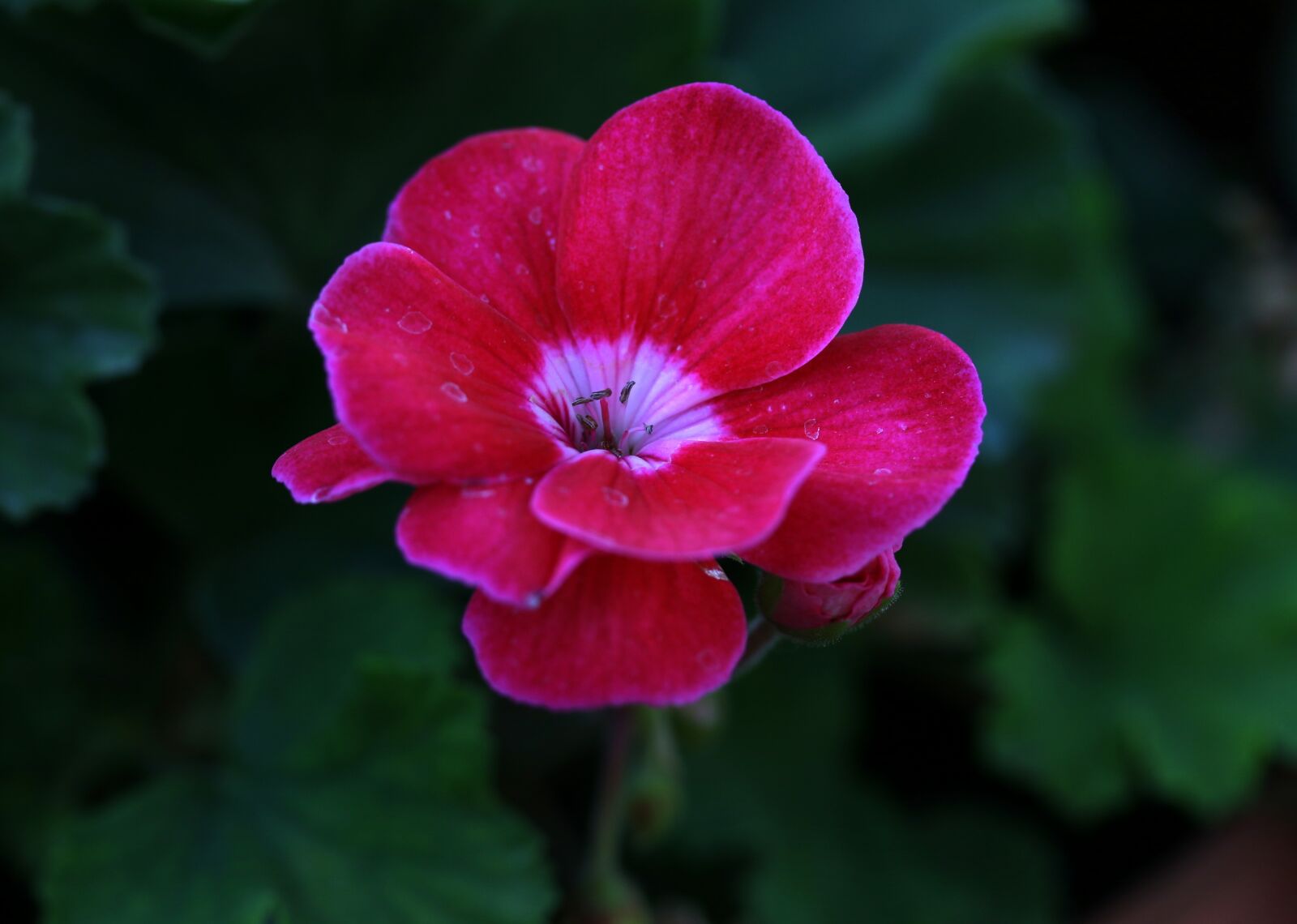 Canon EF-S 60mm F2.8 Macro USM sample photo. Geranium, pink, flower photography