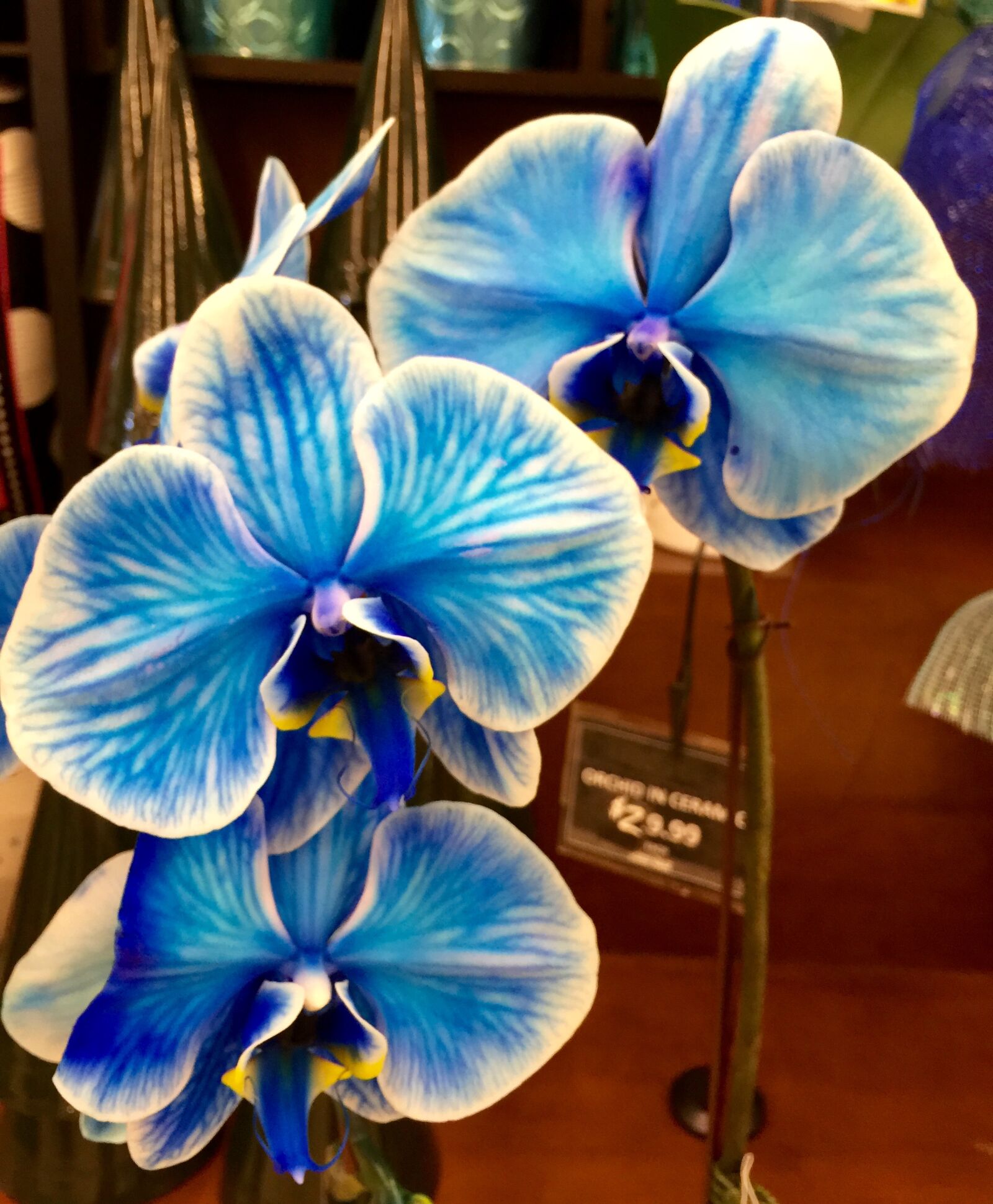 iPhone 6 Plus back camera 4.15mm f/2.2 sample photo. Bloom, blossom, blue, blue photography