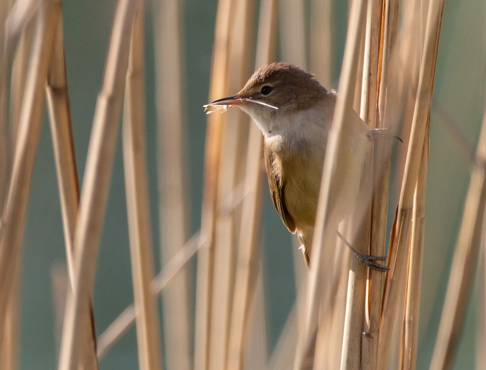 150-600mm F5-6.3 DG OS HSM | Contemporary 015 sample photo. Reed warbler, old world photography