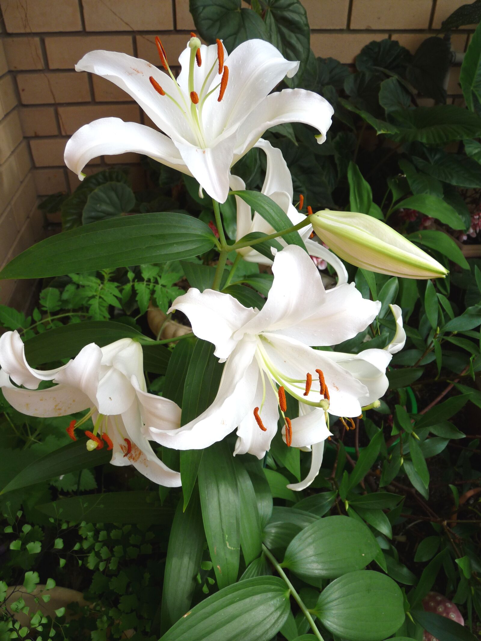 Panasonic Lumix DMC-FZ28 sample photo. White lily, fragrant, flower photography