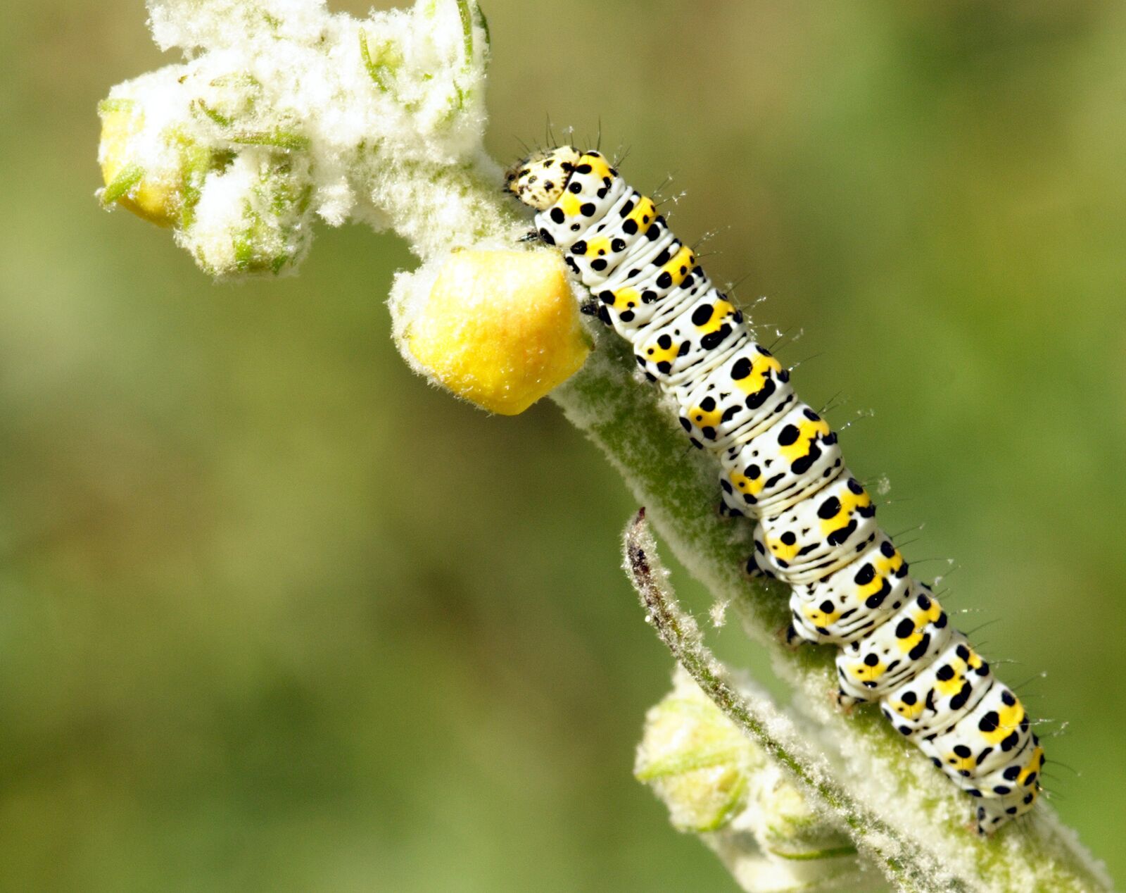 Canon EOS 350D (EOS Digital Rebel XT / EOS Kiss Digital N) sample photo. Caterpillar, larva, insect photography