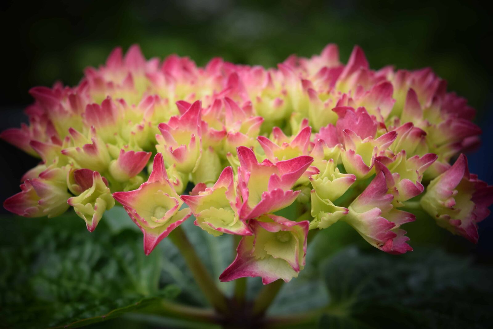 Nikon D3300 sample photo. Flower, garden, summer, flora photography