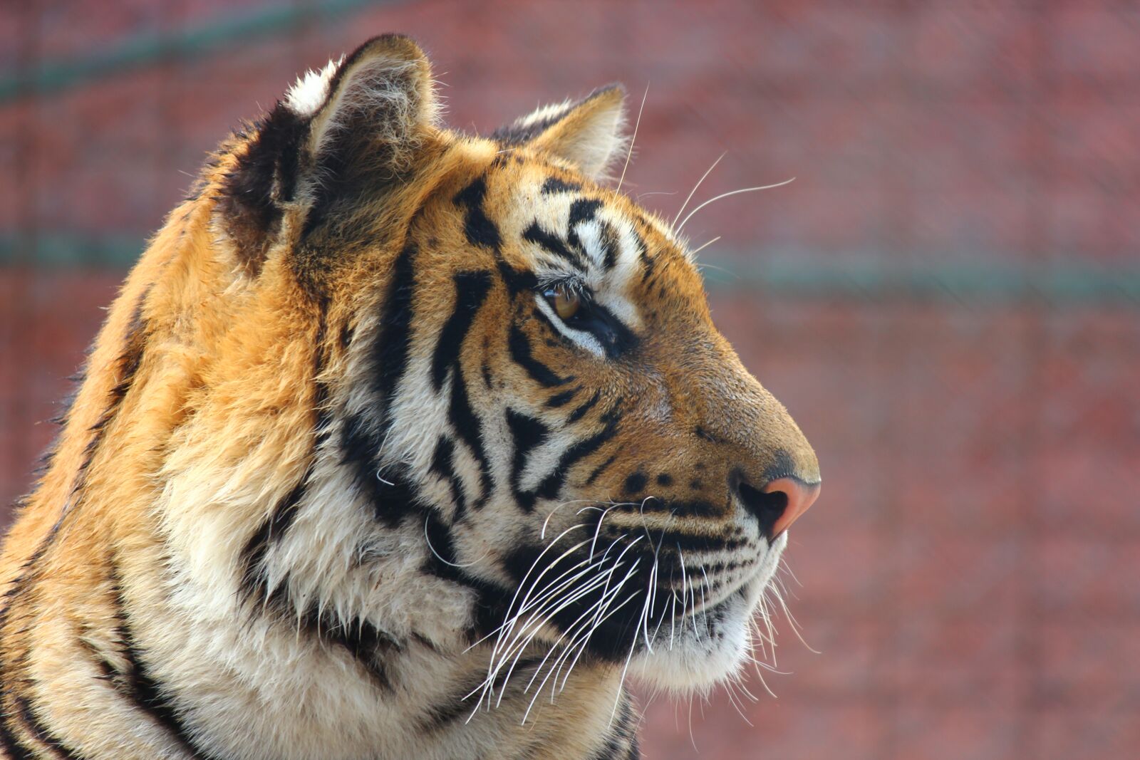 Canon EF-S 55-250mm F4-5.6 IS II sample photo. Al, overview, khan nazar photography