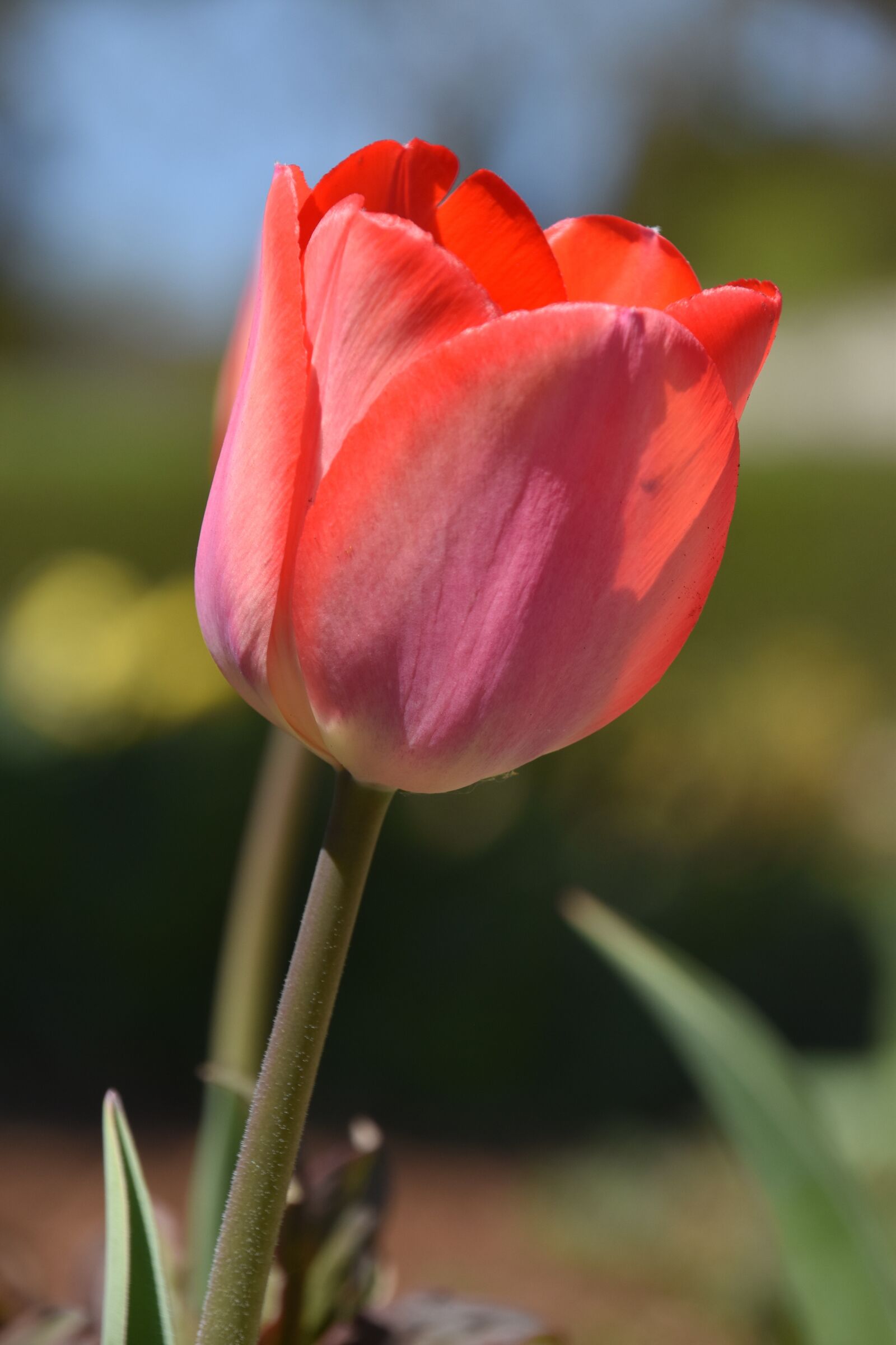 Nikon D5600 sample photo. Tulip, tulips, flowers photography