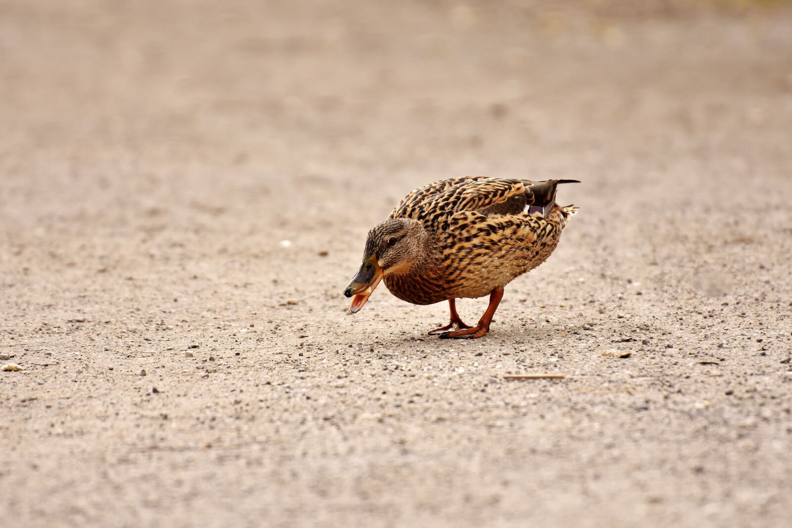 Nikon D7200 sample photo. Mallard, cute, nature photography
