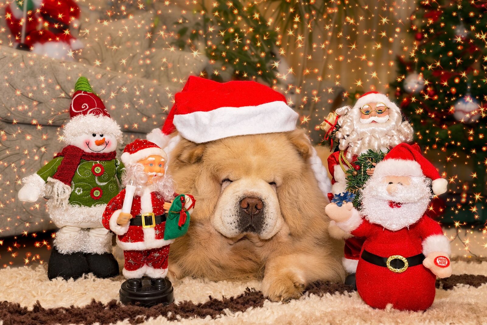 Nikon D750 sample photo. Christmas, winter, celebration photography