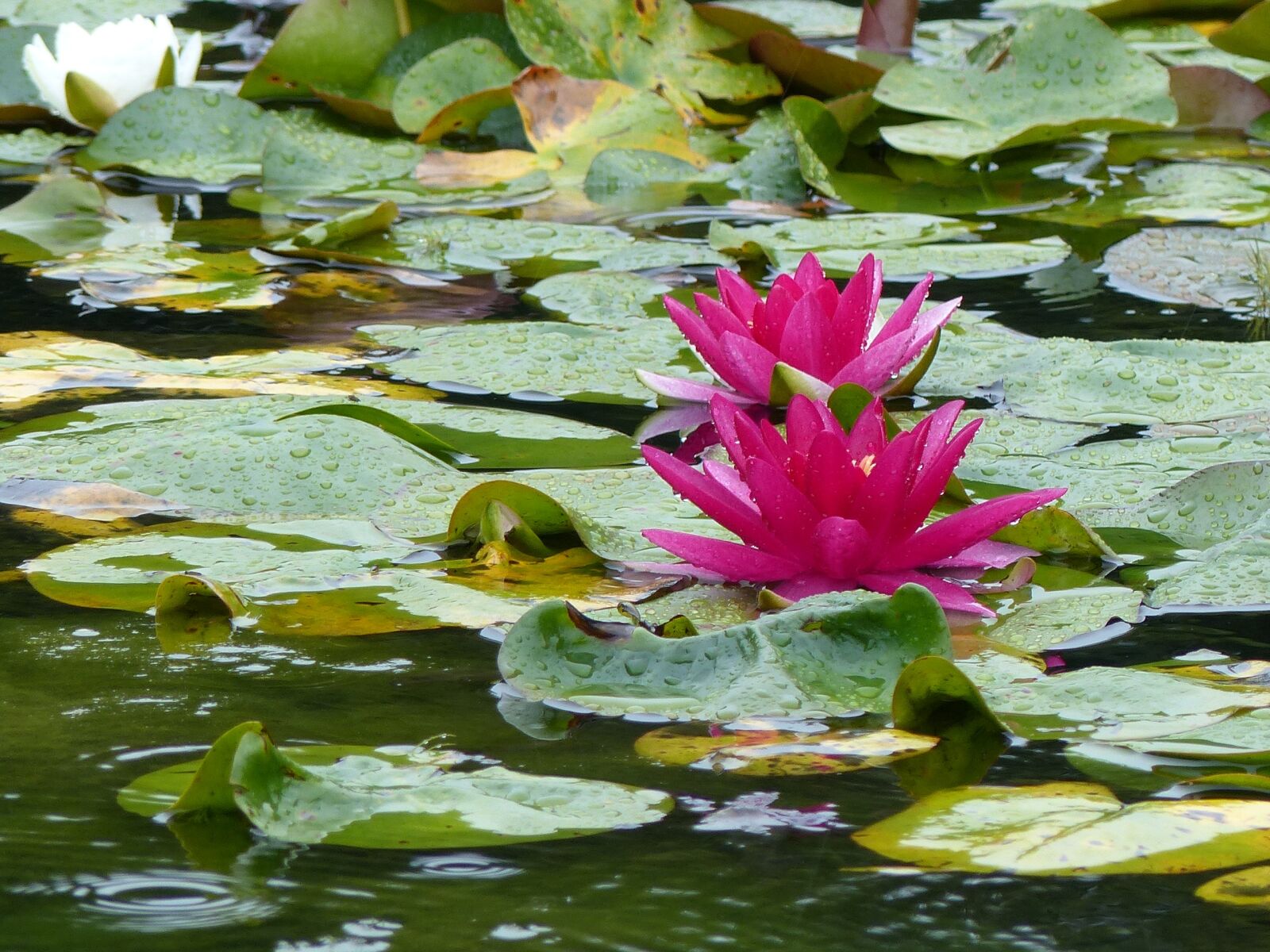 Panasonic Lumix DMC-FZ200 sample photo. Water lily, pond, aquatic photography