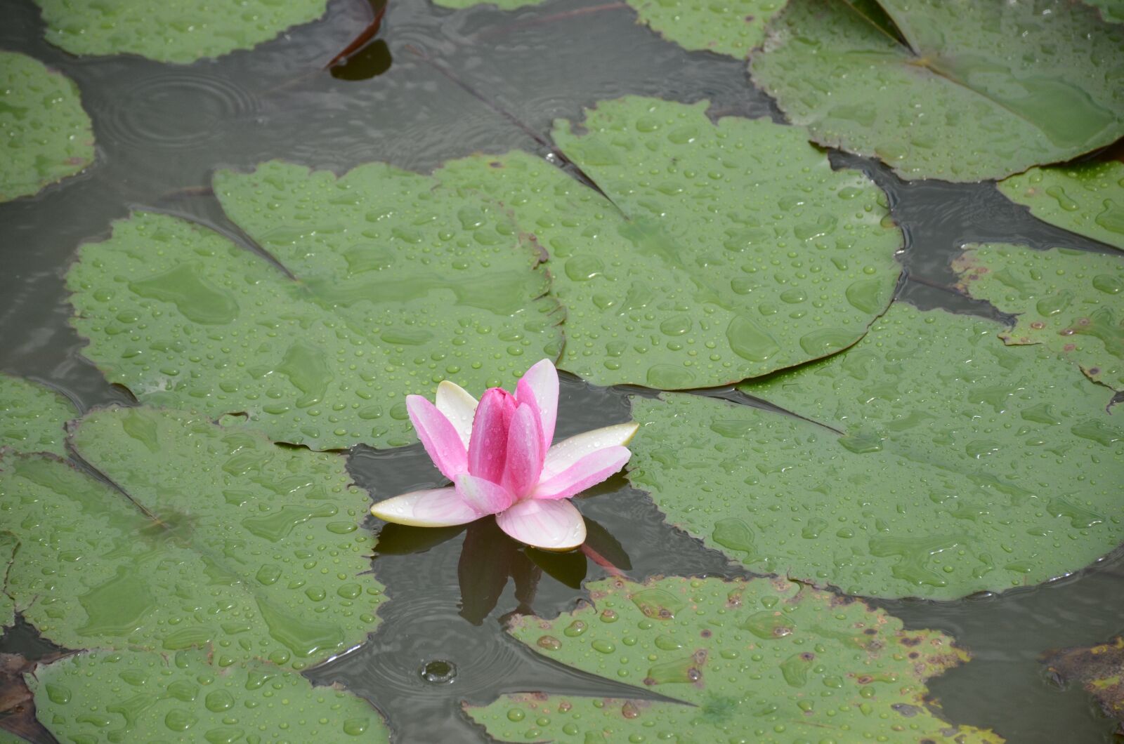 Nikon D7000 sample photo. Lotus, flower, beautiful photography