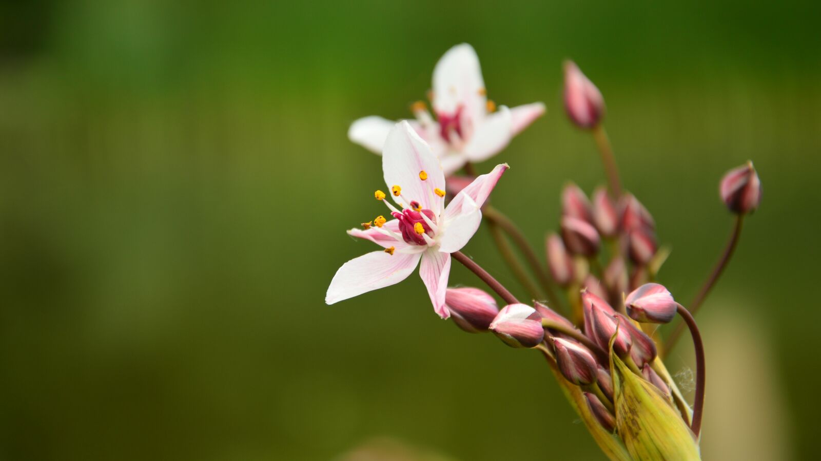 Nikon D3200 sample photo. Flower, amp shipping, pond photography