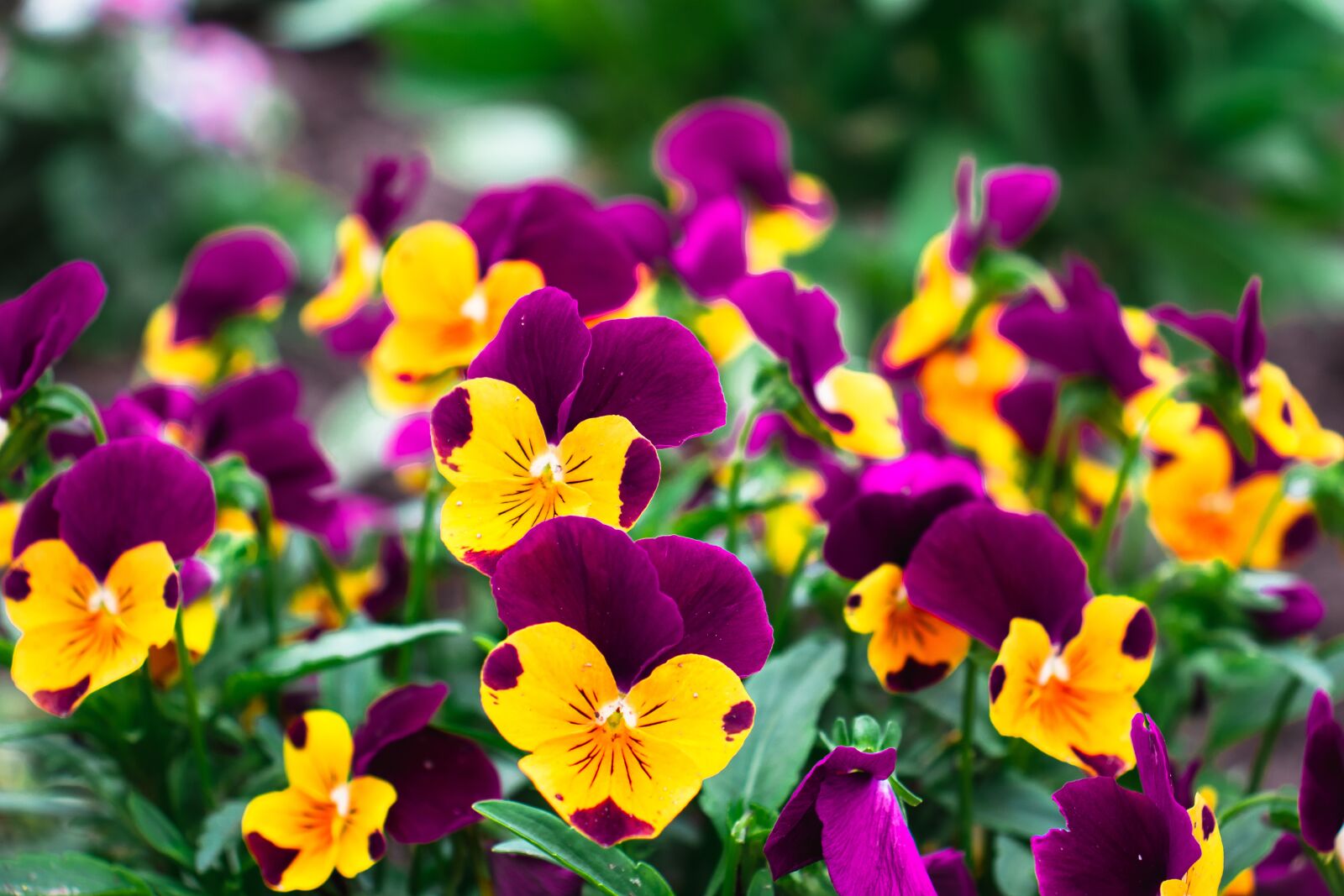 Canon EOS 77D (EOS 9000D / EOS 770D) sample photo. Pansies, flowers, bicolored flowers photography