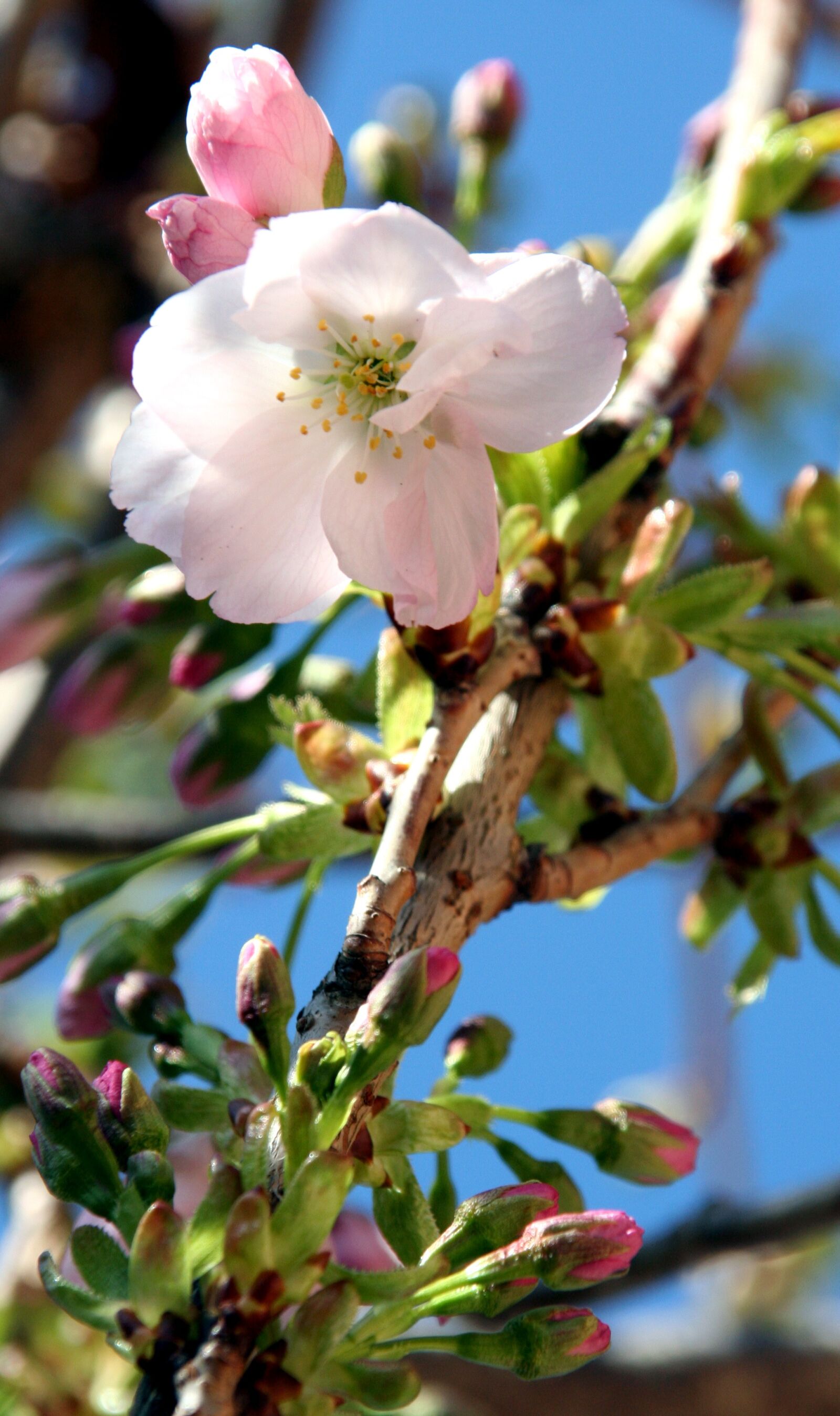 Canon EOS 350D (EOS Digital Rebel XT / EOS Kiss Digital N) sample photo. Flower, sky, nature photography
