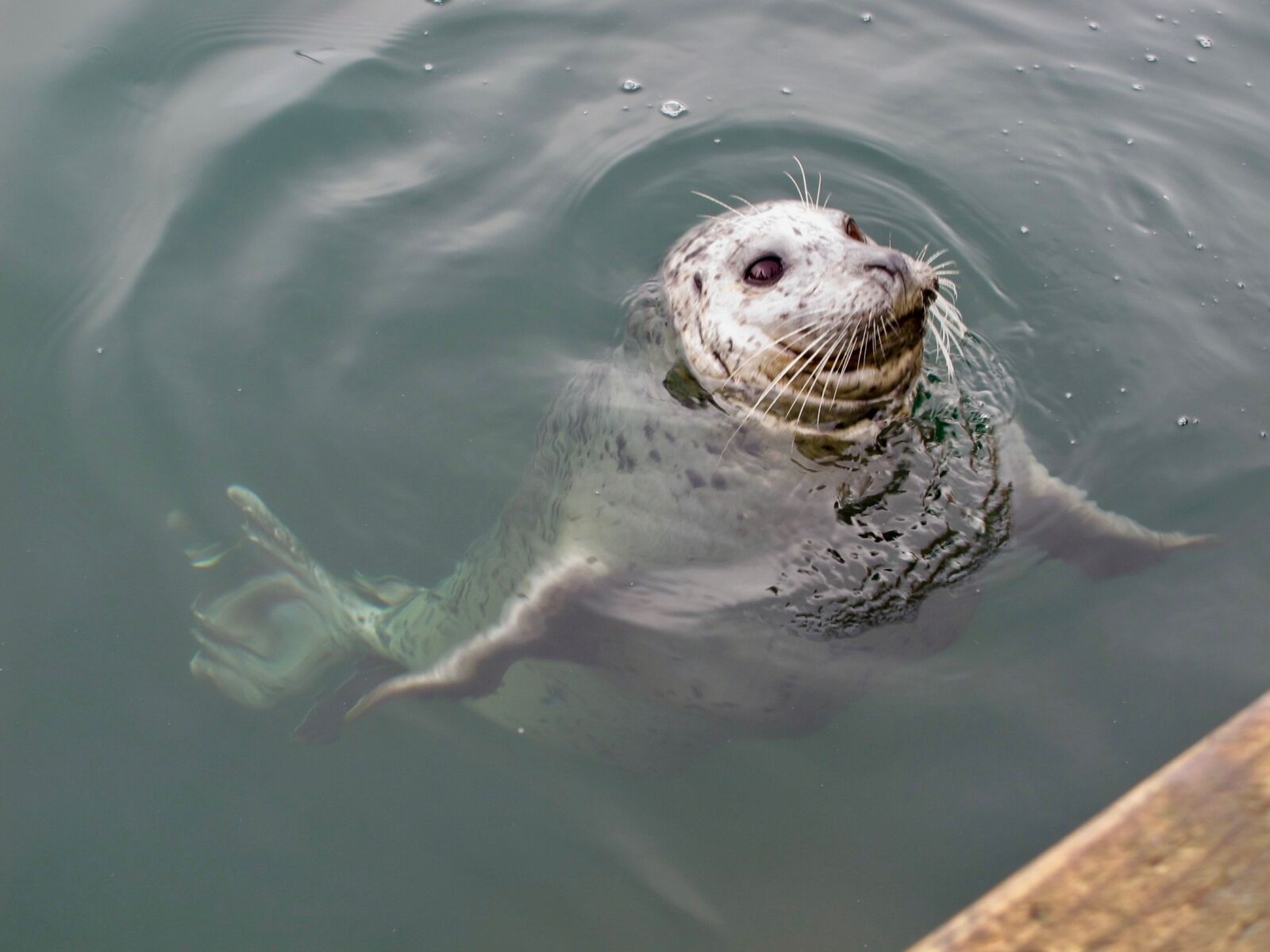 Canon PowerShot G11 sample photo. Seal, marine, ocean photography